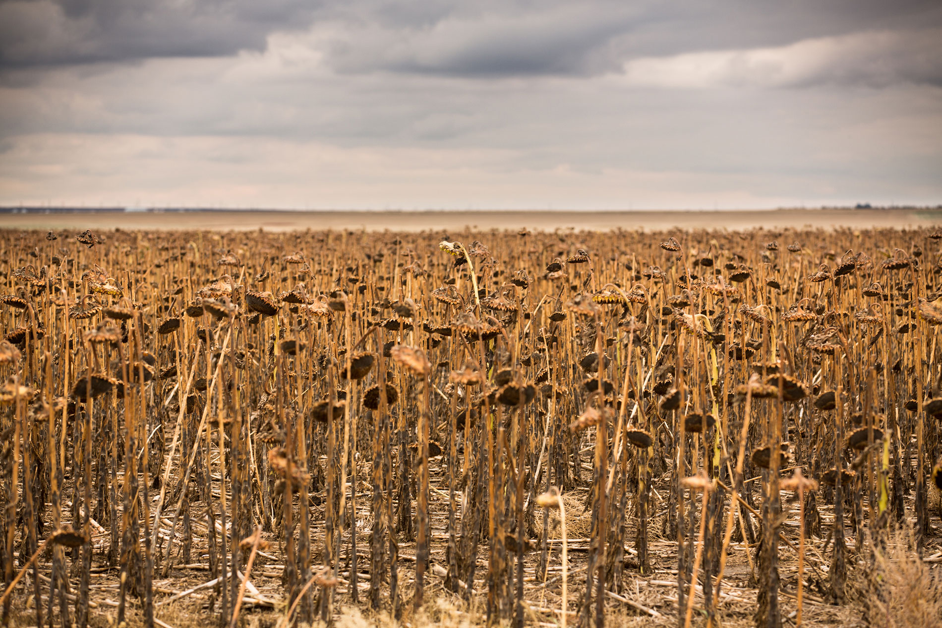 Champs de tournesols qui prouvent la conversation la terre dans les Grandes Plaines du Nord (USA), Dakota du Sud