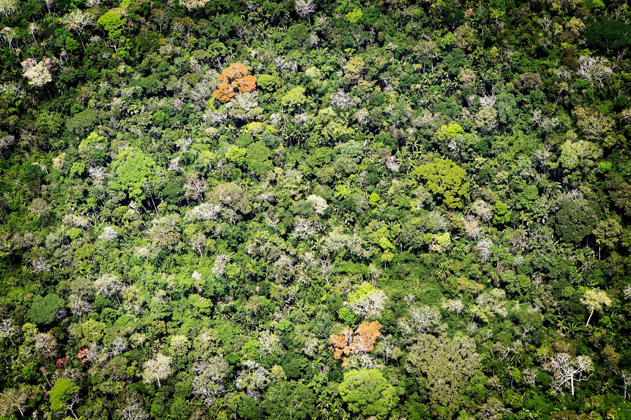 Vue aérienne de la forêt amazonienne au Brésil