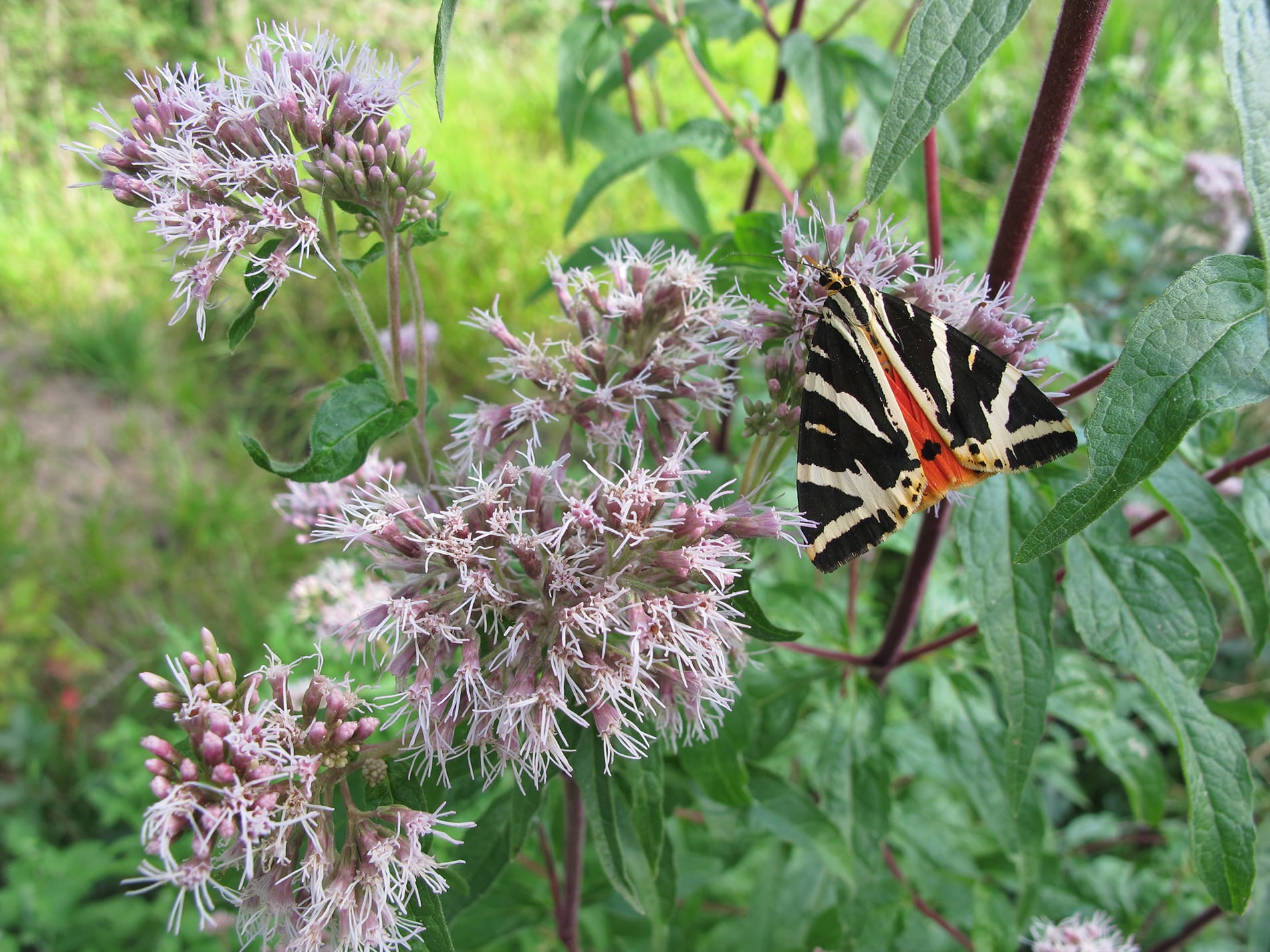 La Réserve naturelle de Chérine abrite 64 espèces de papillons, dont la magnifique Écaille chinée, Callimorphe (Euplagia quadripunctaria), ici sur une Eupatoire chanvrine