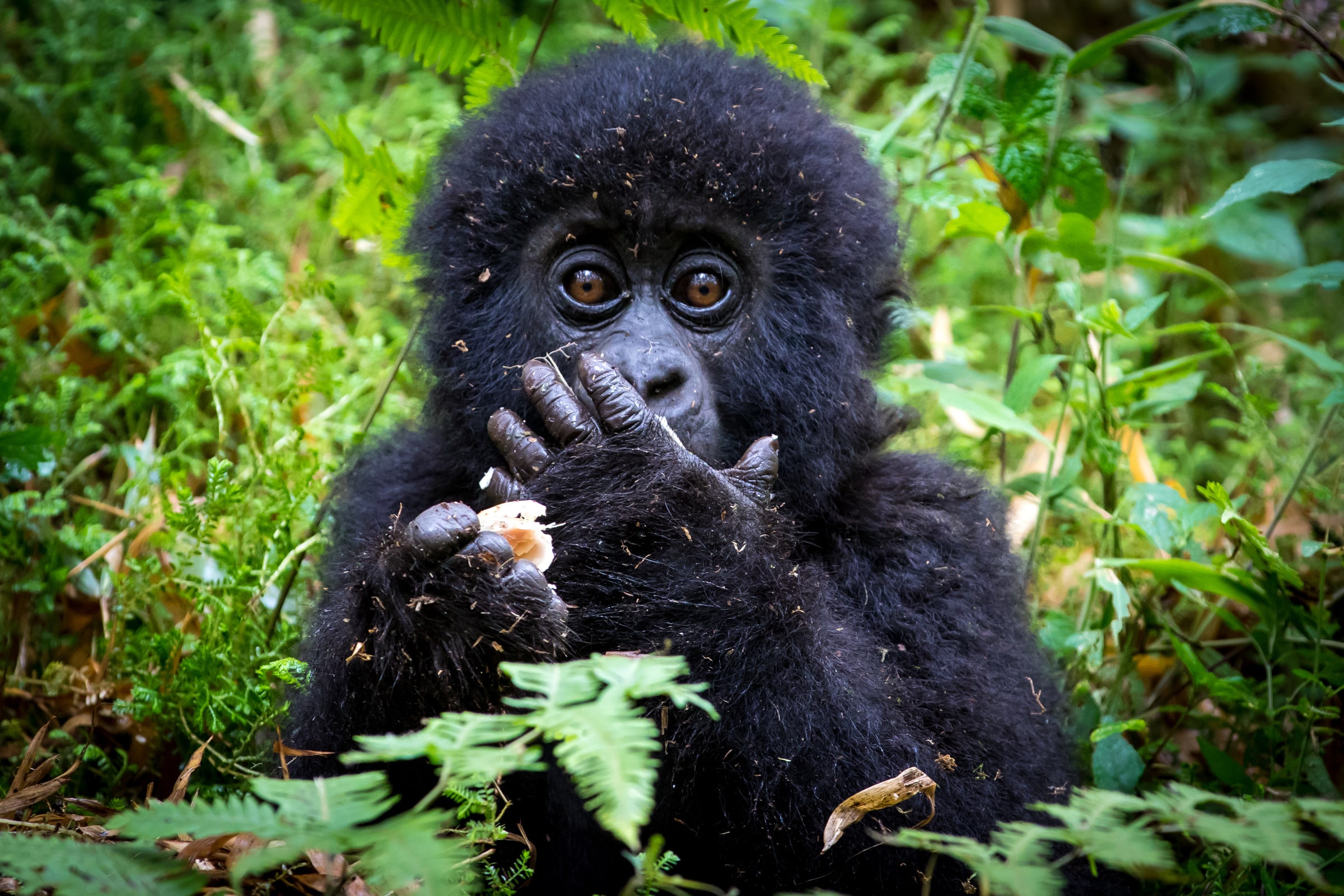 Bébé gorille des montagnes (Gorilla beringei beringei) se nourissant