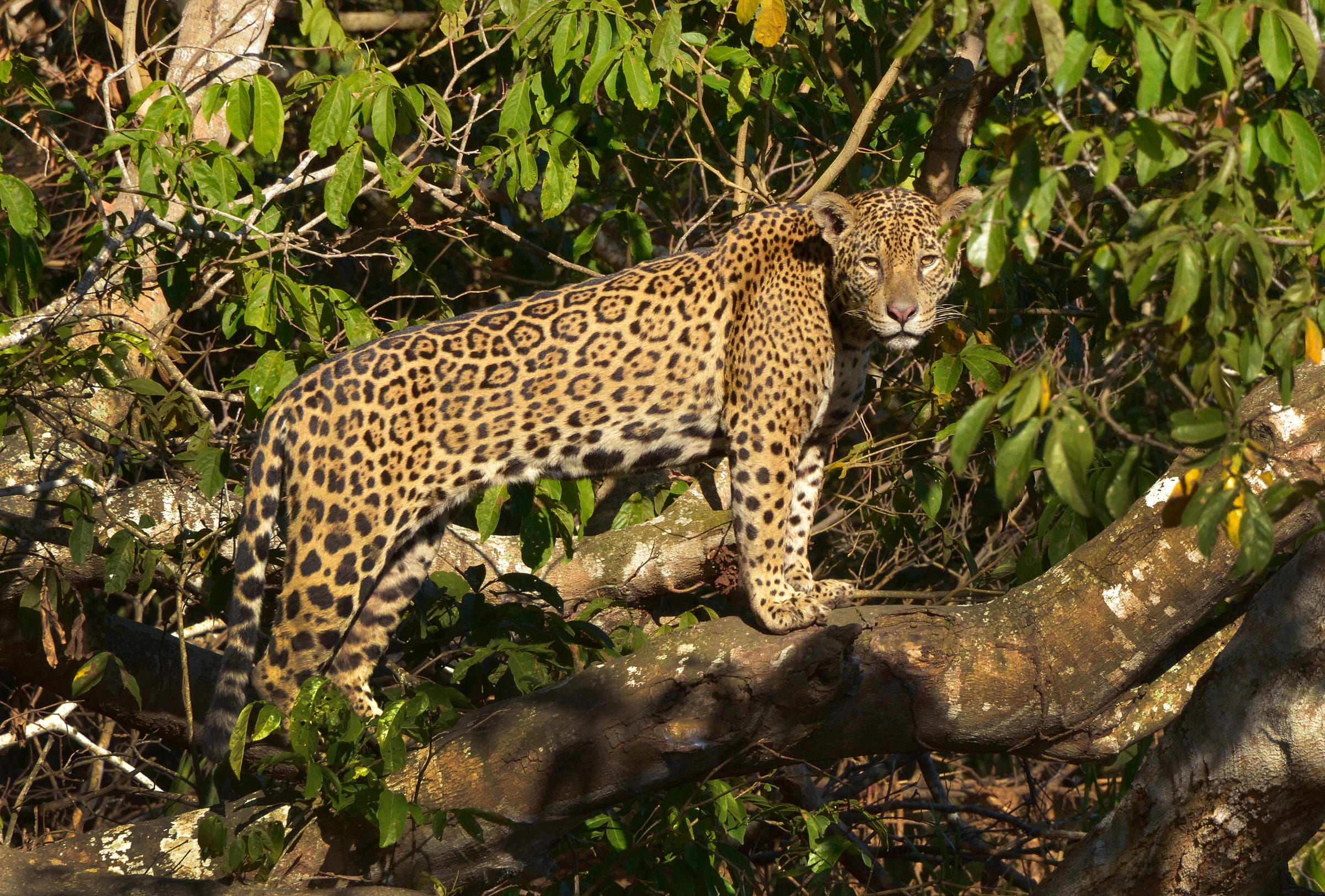 Jaguar perché dans un arbre au Brésil