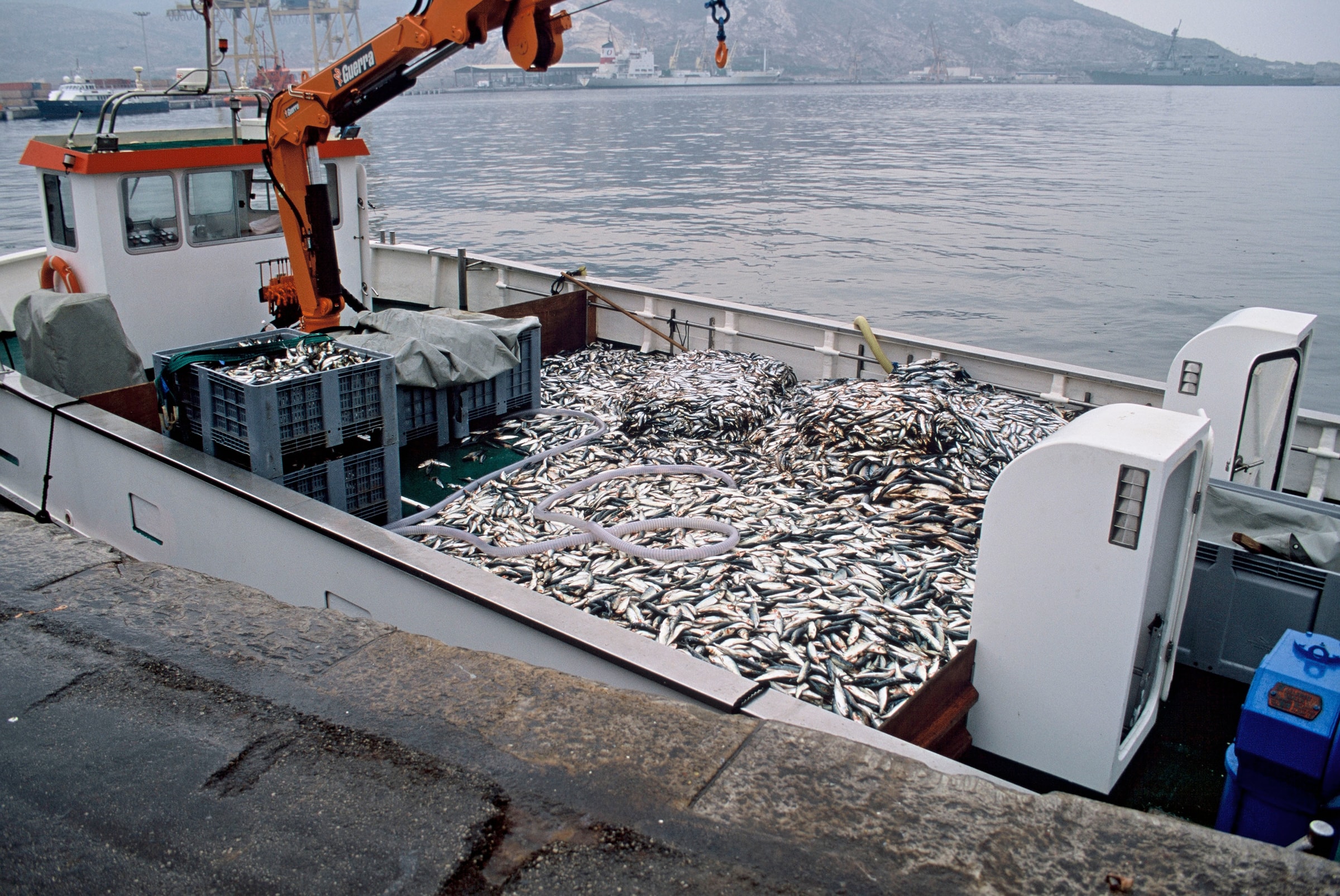 Poissons préparés pour une ferme de thon rouge à Murcie (Espagne)