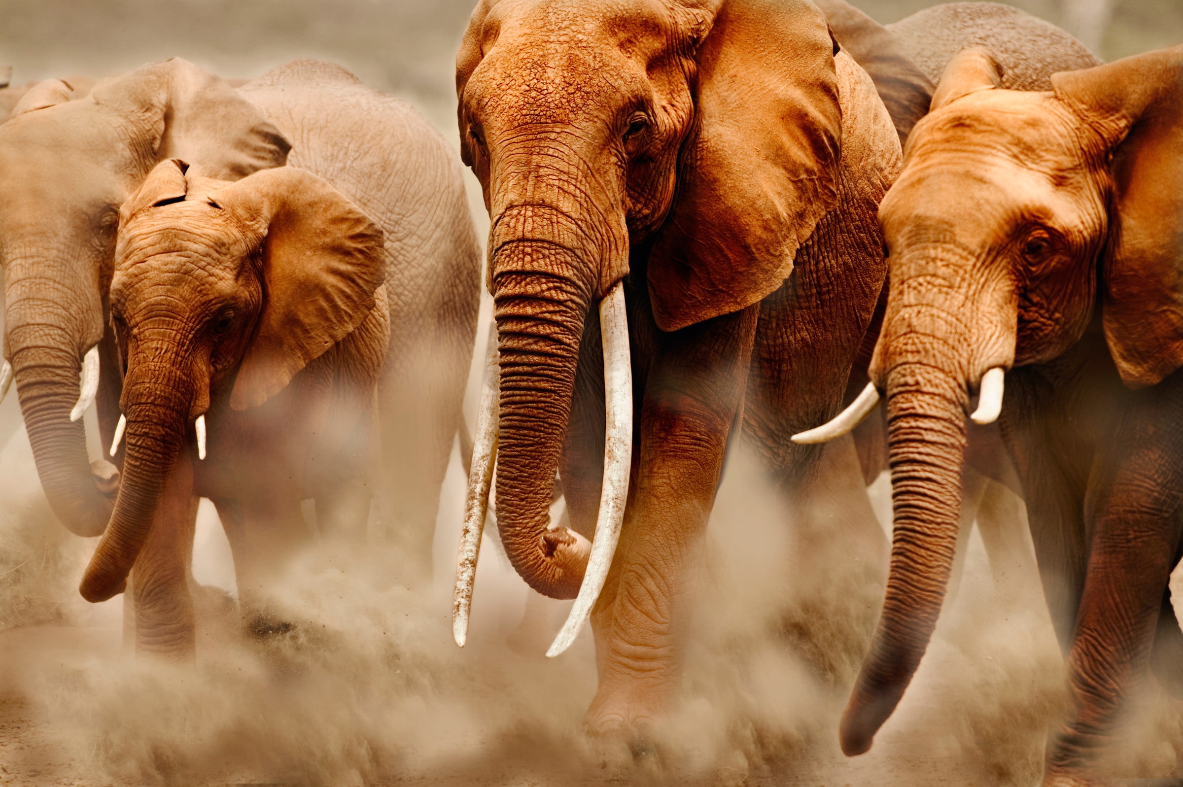 Groupe d'éléphants d'Afrique, Kenya