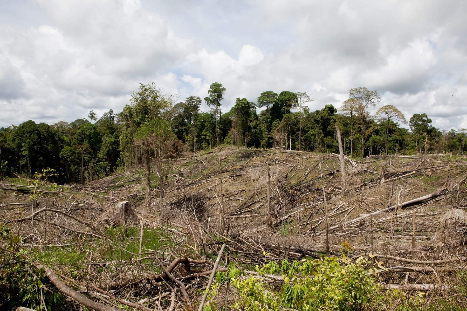 Déforestation due au plantation d'hévéa (Indonésie)