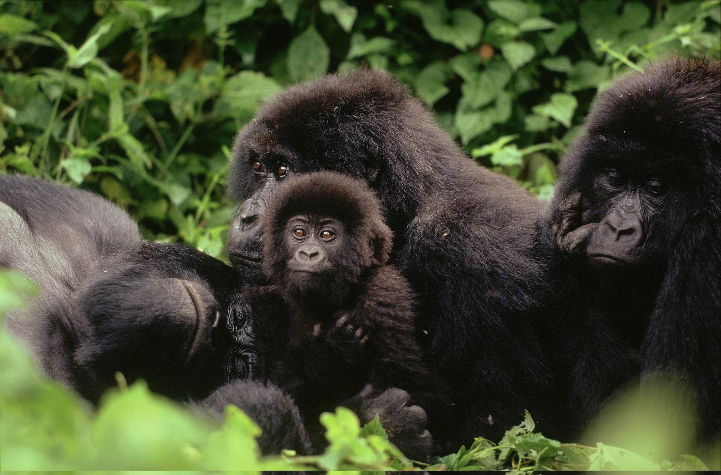 Famille de gorilles des montagnes dans le parc national de Virunga (République Démocratique du Congo)