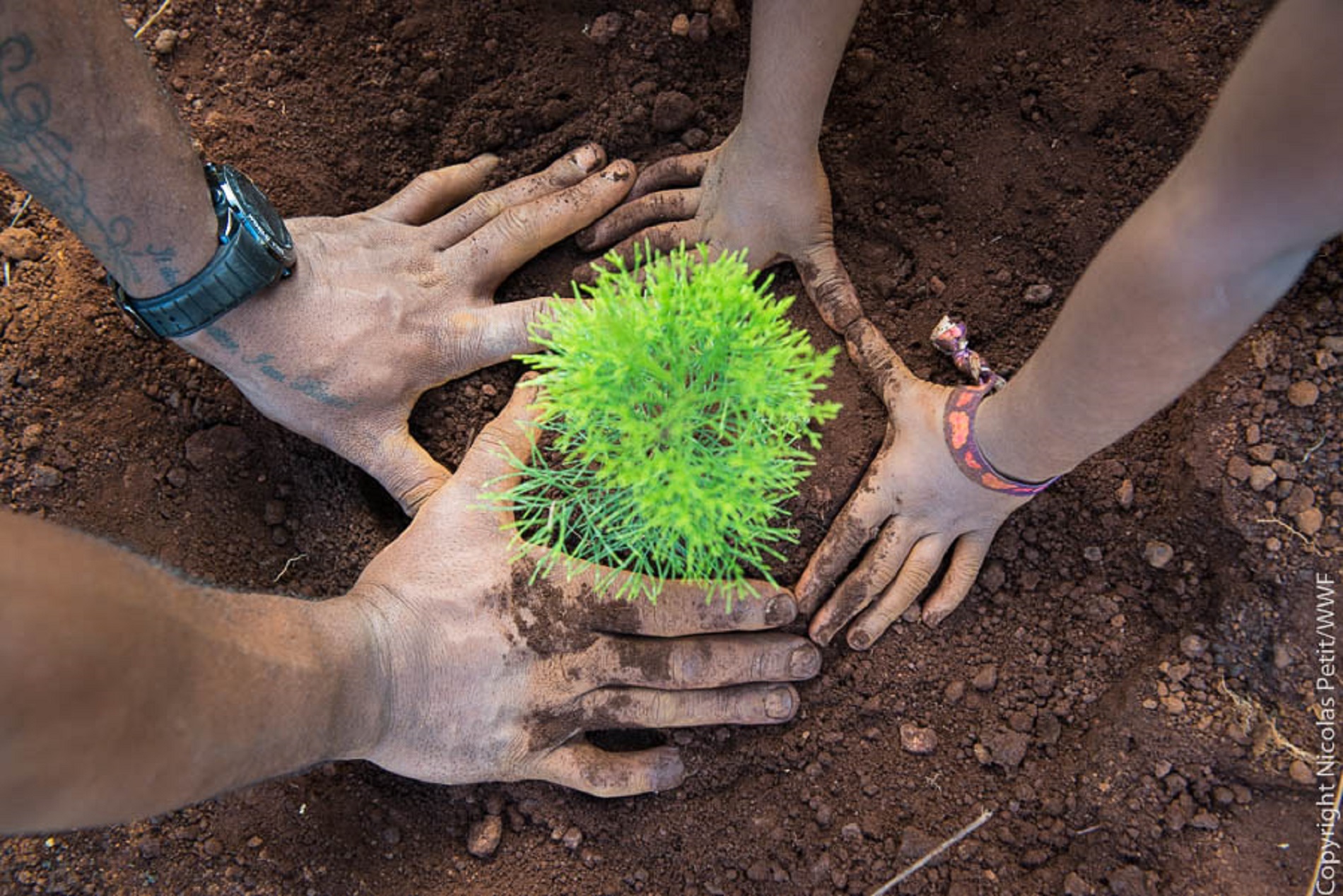 Plantation de nouveaux arbres pour les forêts de Nouvelle-Calédonie