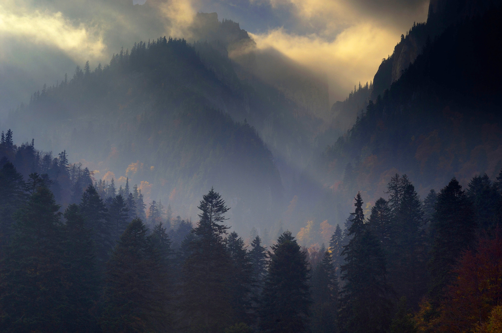 Forêt des Carpates, Parc national de Piatra Craiului, Transylvanie (Roumanie)