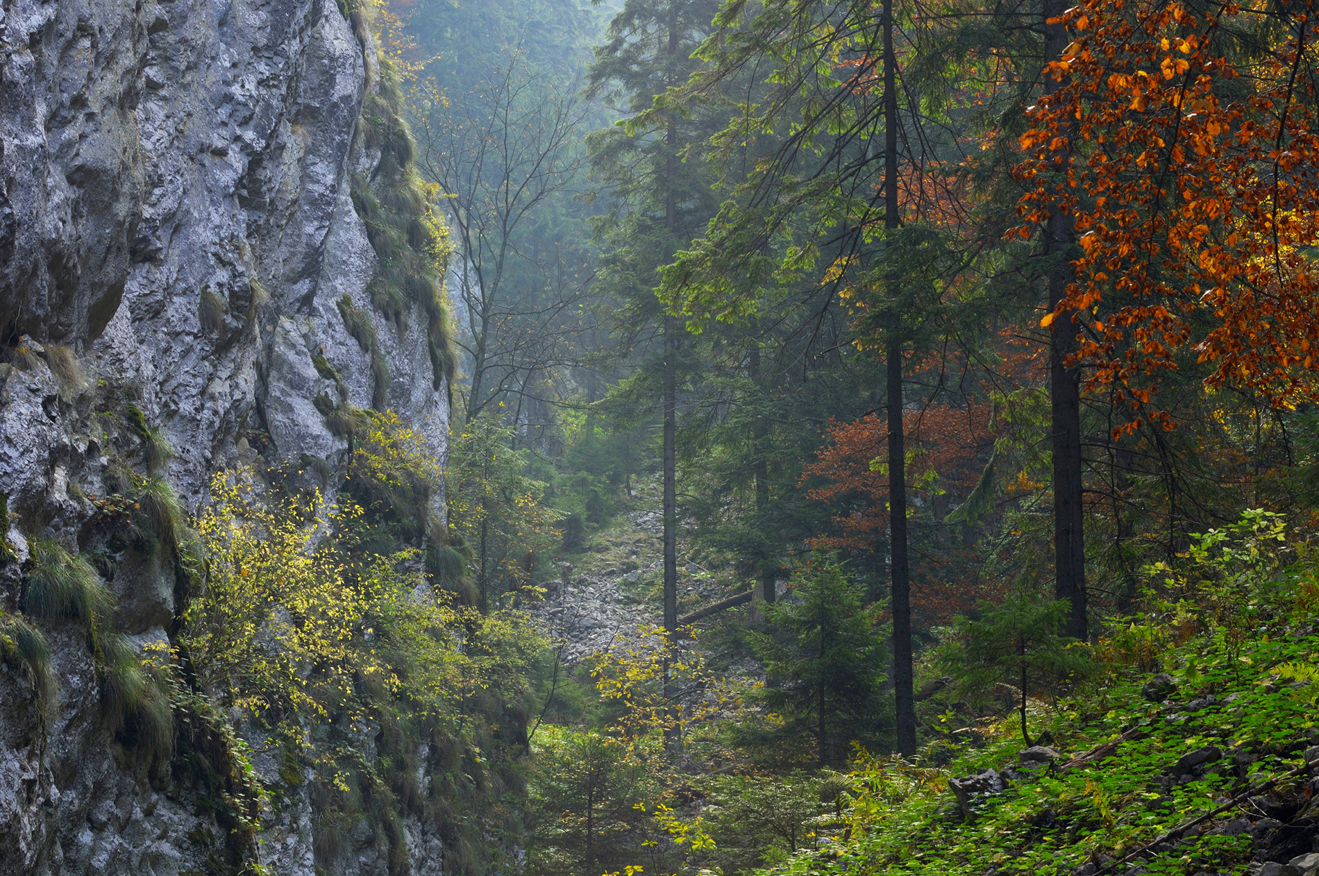 Parc national Piatra Craiului, Sud des Carpates (Roumanie)