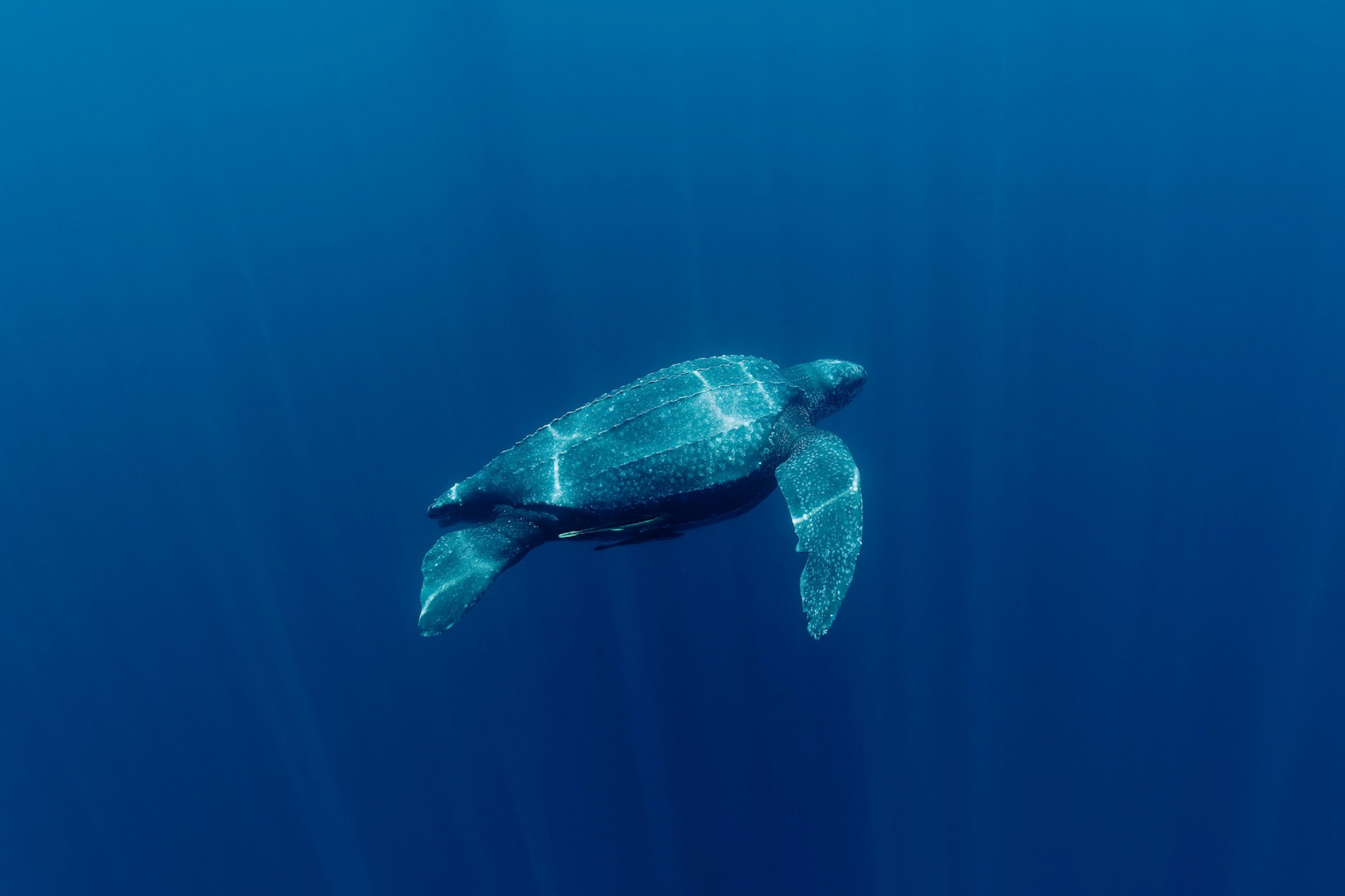 Tortue luth (Dermochelys coriacea) (Indonésie)