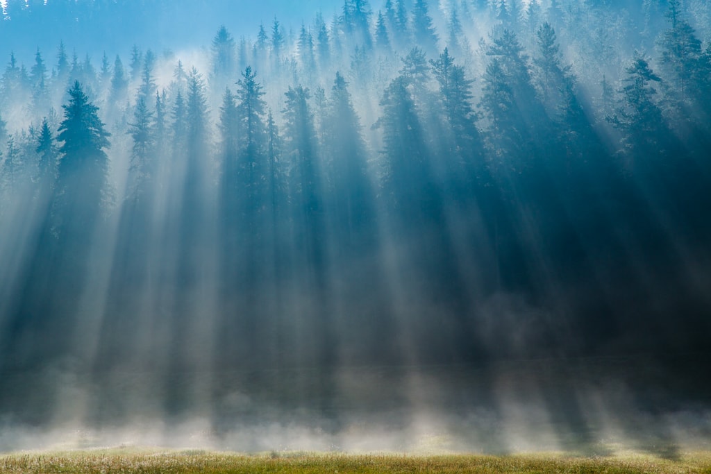 Paysage de forêt dans le Parc national de Pirin