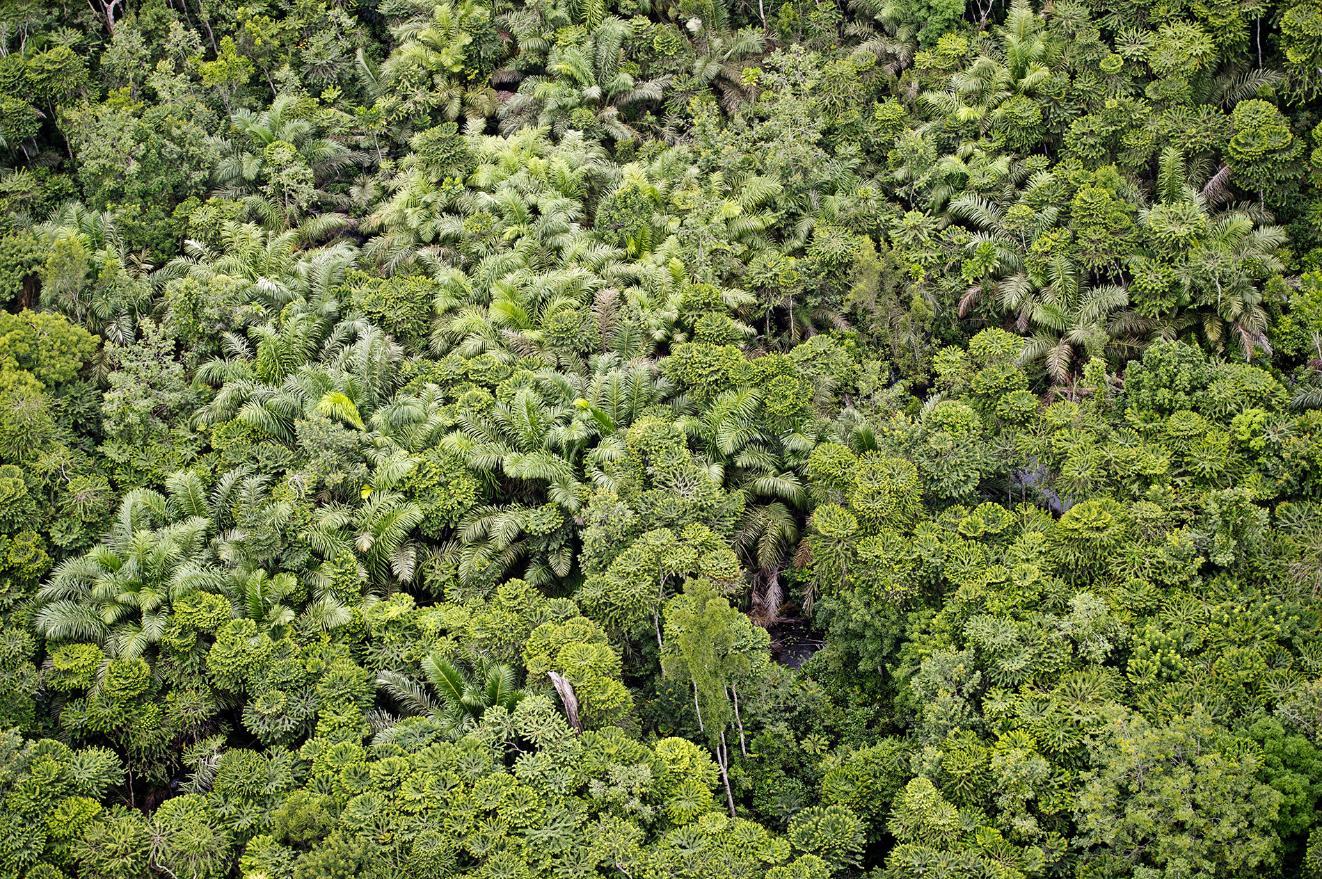 Vue aérienne de la canopée de la Réserve de Wonga Wongué (Gabon)