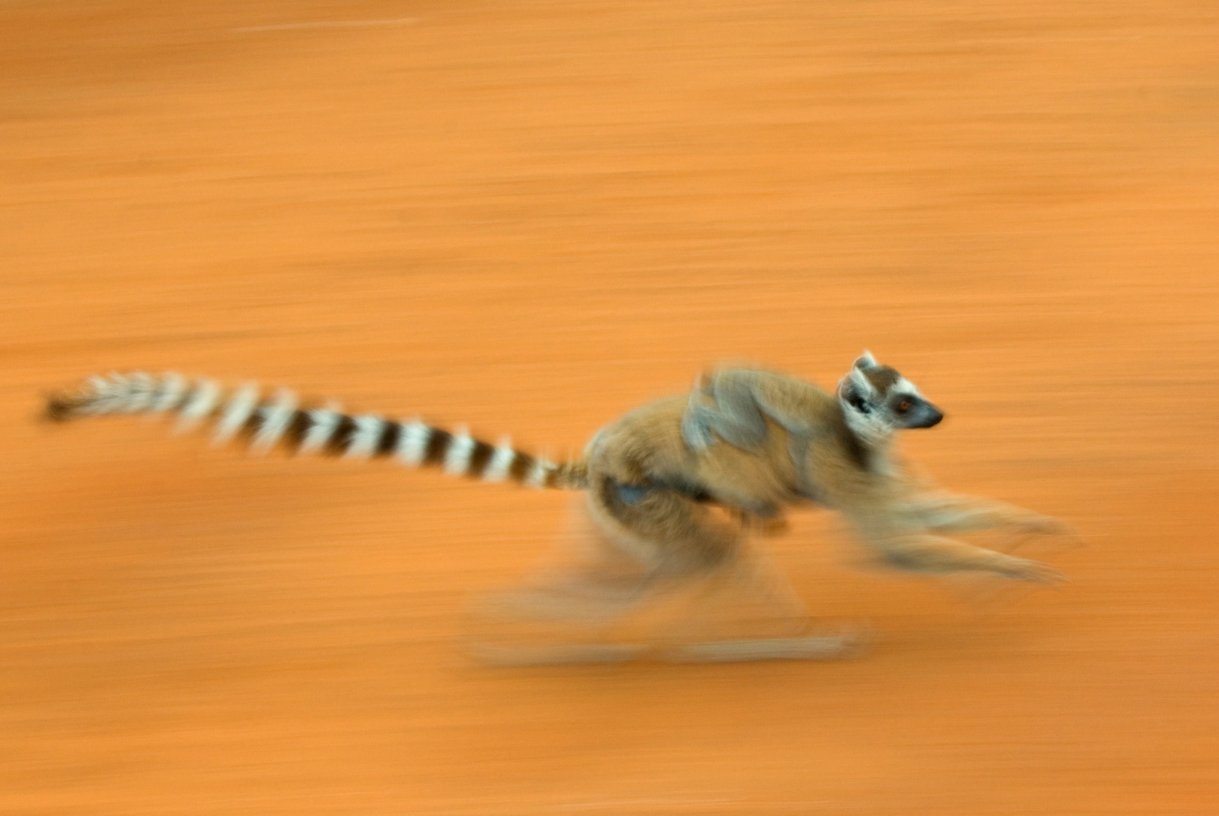Lémurien à queue annelée (Lemur catta) en train de courir dans la réserve de Berenty (Madagascar)