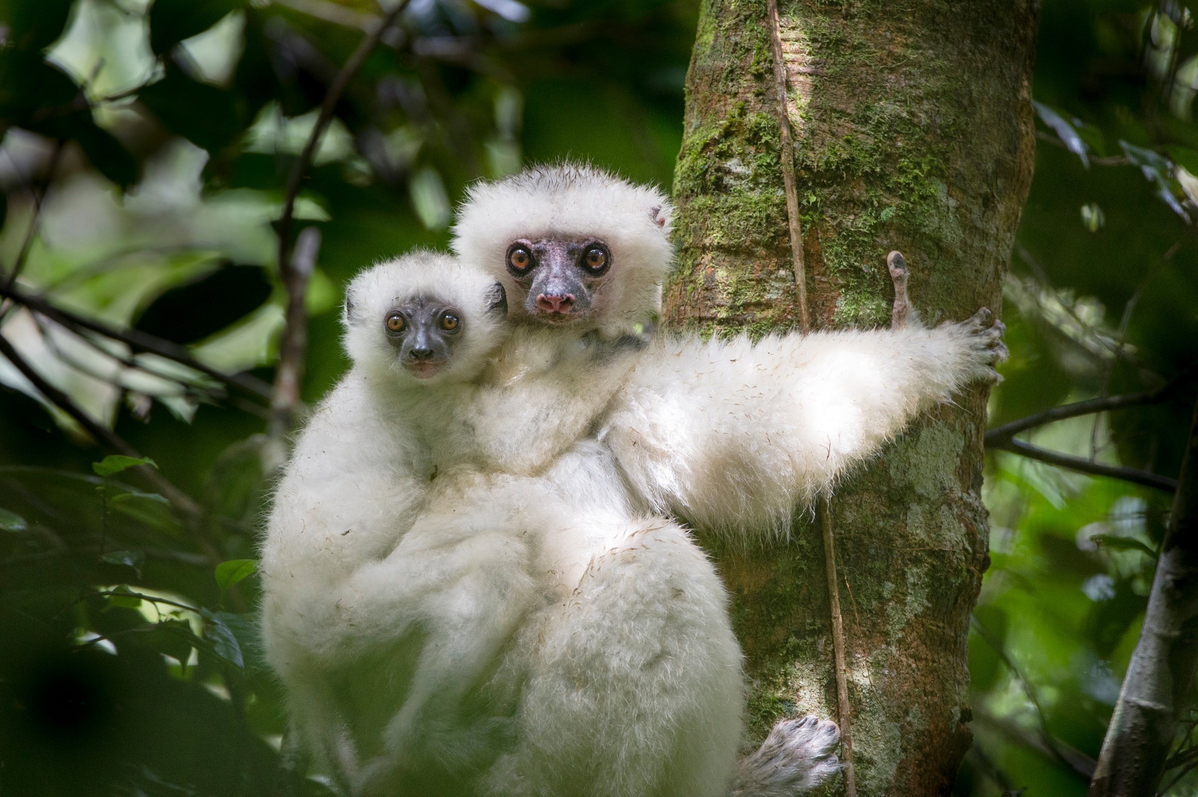 Lémurien propithèque soyeux (Propithecus candidus) et son petit (Madagascar)