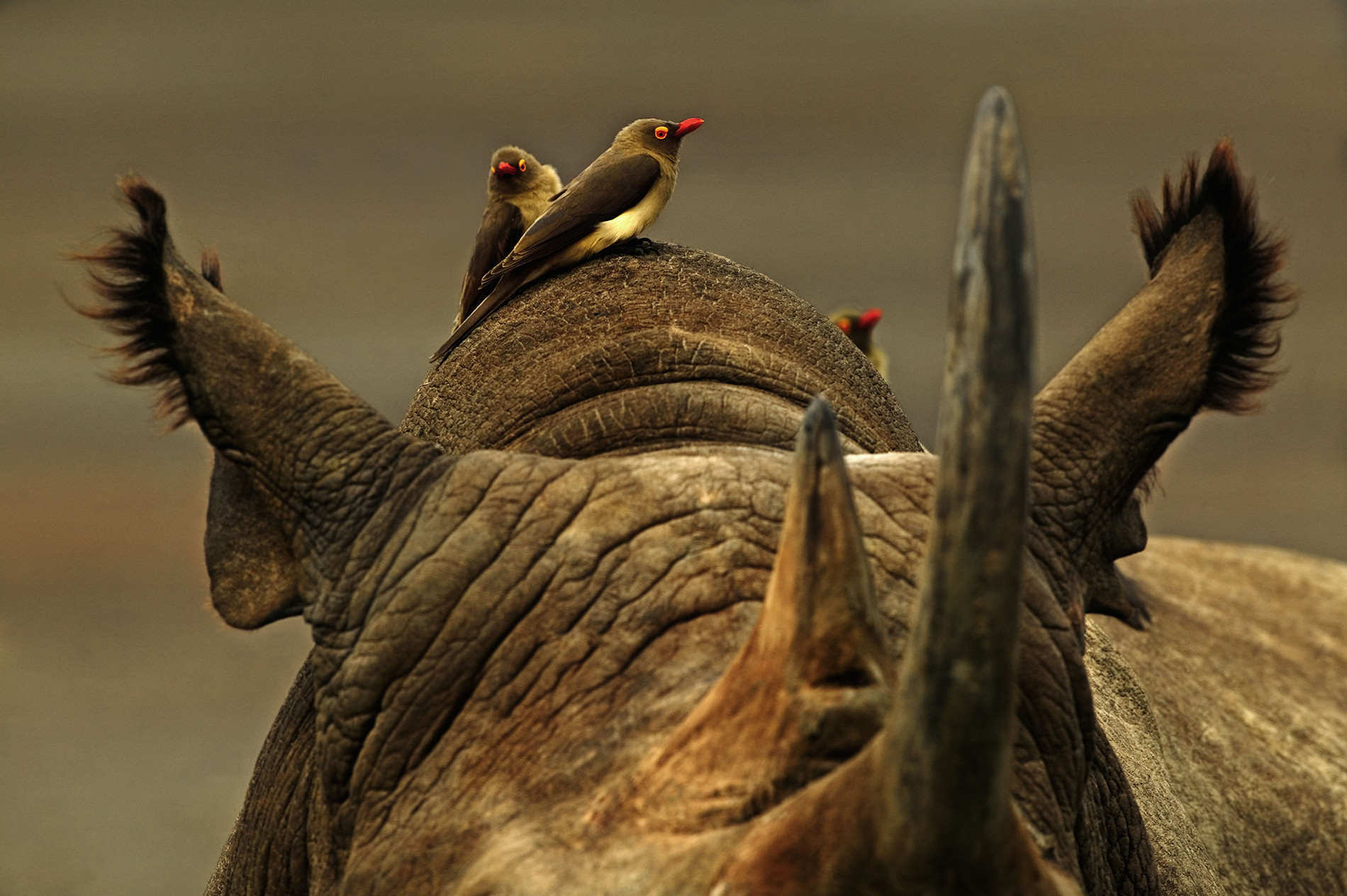 Rhinocéros noir (Diceros bicornis) et Piquebœuf à bec rouge (Buphagus erythrorhynchus), Parc national du lac Nakuru (Kenya)