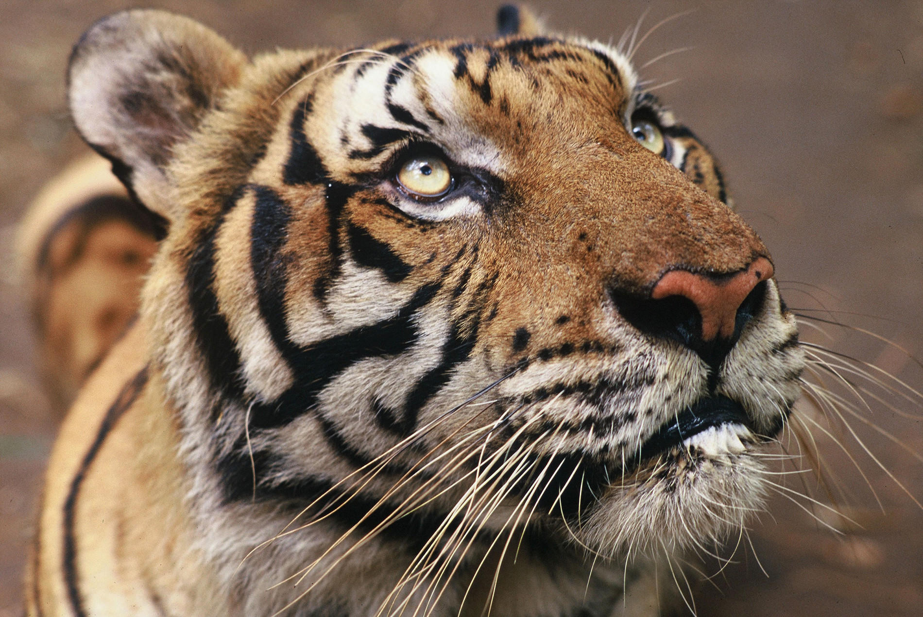 Tigre regardant vers le haut droit