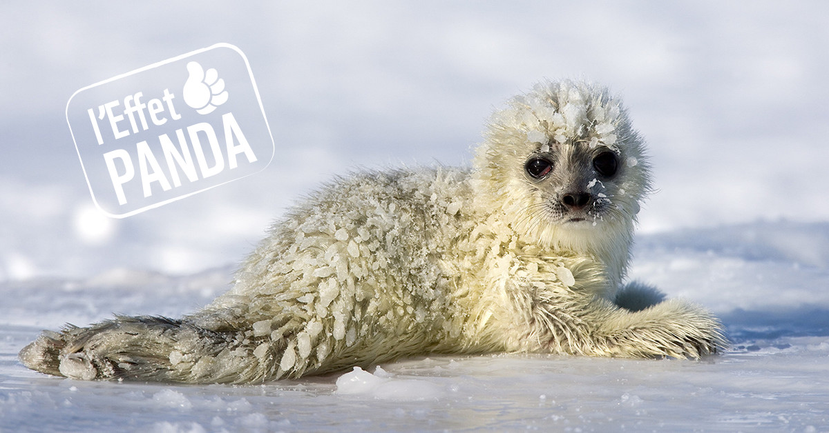 Des Tanieres Artificielles Creees Pour Les Bebes Phoques Wwf France Des Tanieres Artificielles Creees Pour Les Bebes Phoques Wwf France