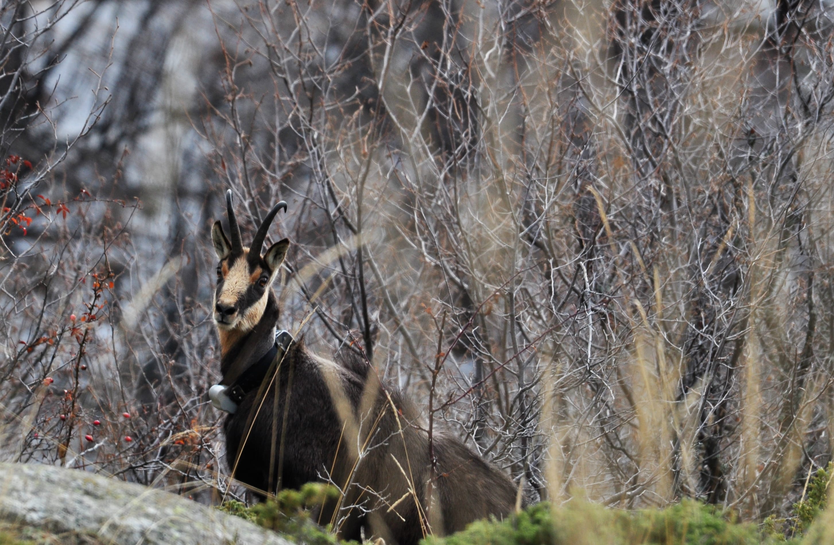 Chamois caché entre les branches d'arbres dans le Parc national de Pirin