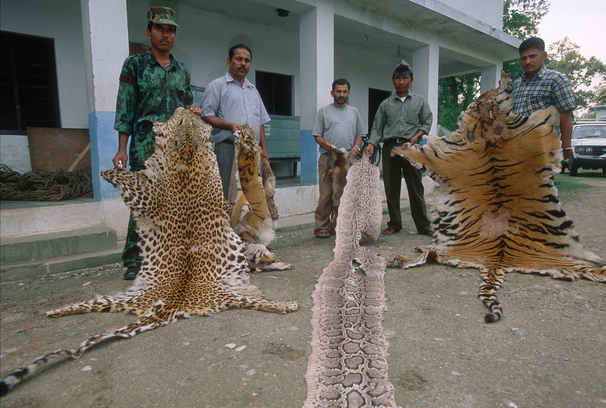 Le personnel anti-braconnage expose une peau de tigre - l'un des objets braconnés exposés au musée Tikauli, au Népal.