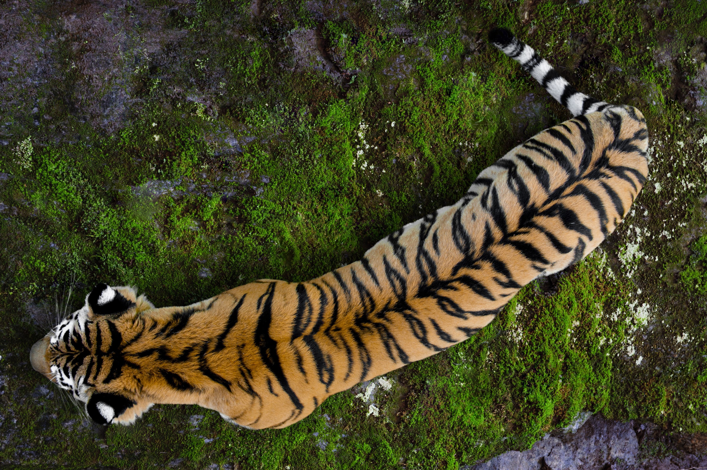 Vue de haut d'un tigre d'Ussuriysk