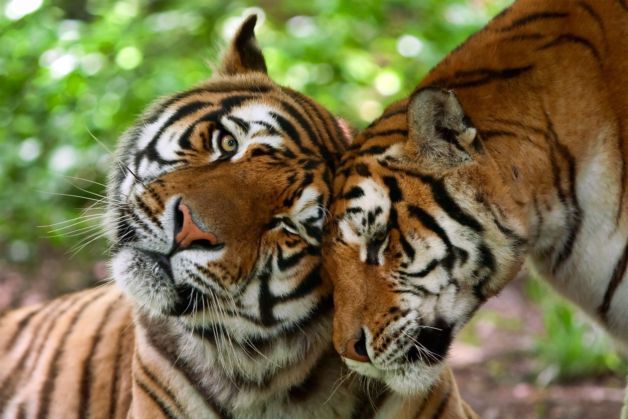 Deux Tigres (Panthera tigris), mâle et femelle