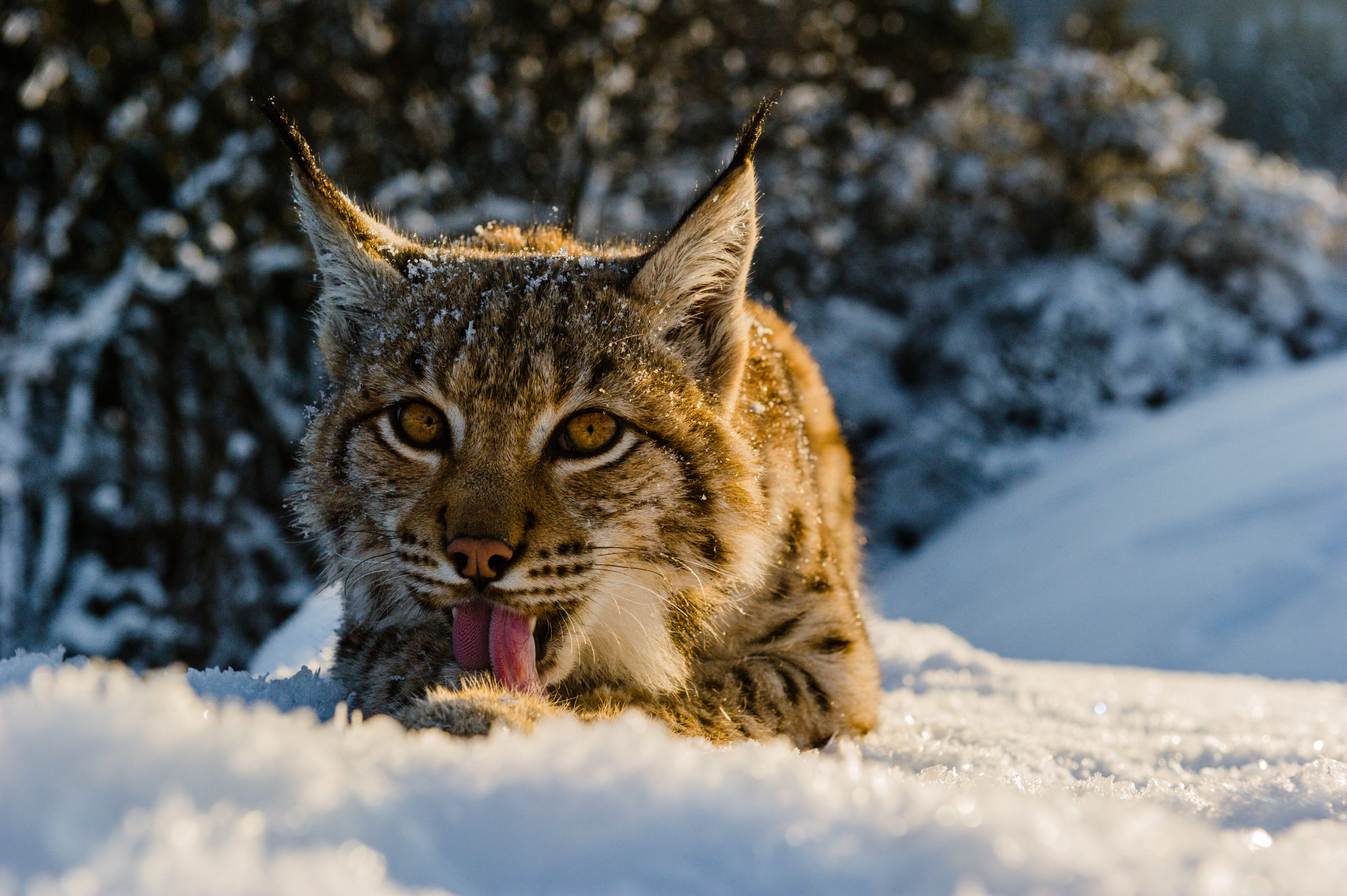 Le lynx à la reconquête de son territoire