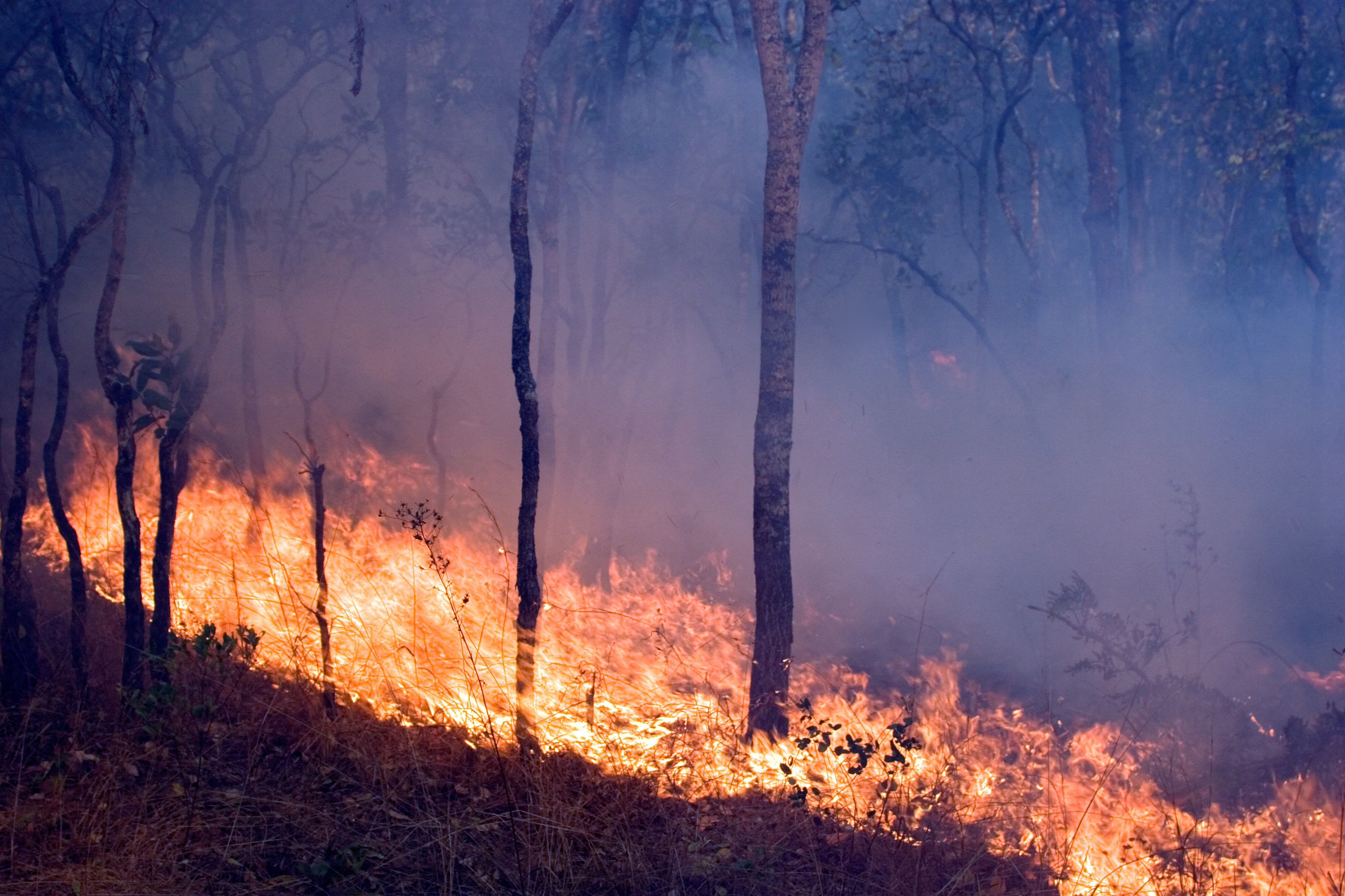 Feu de forêt provoquant la déforestation, Miombo (Zambie du Nord)