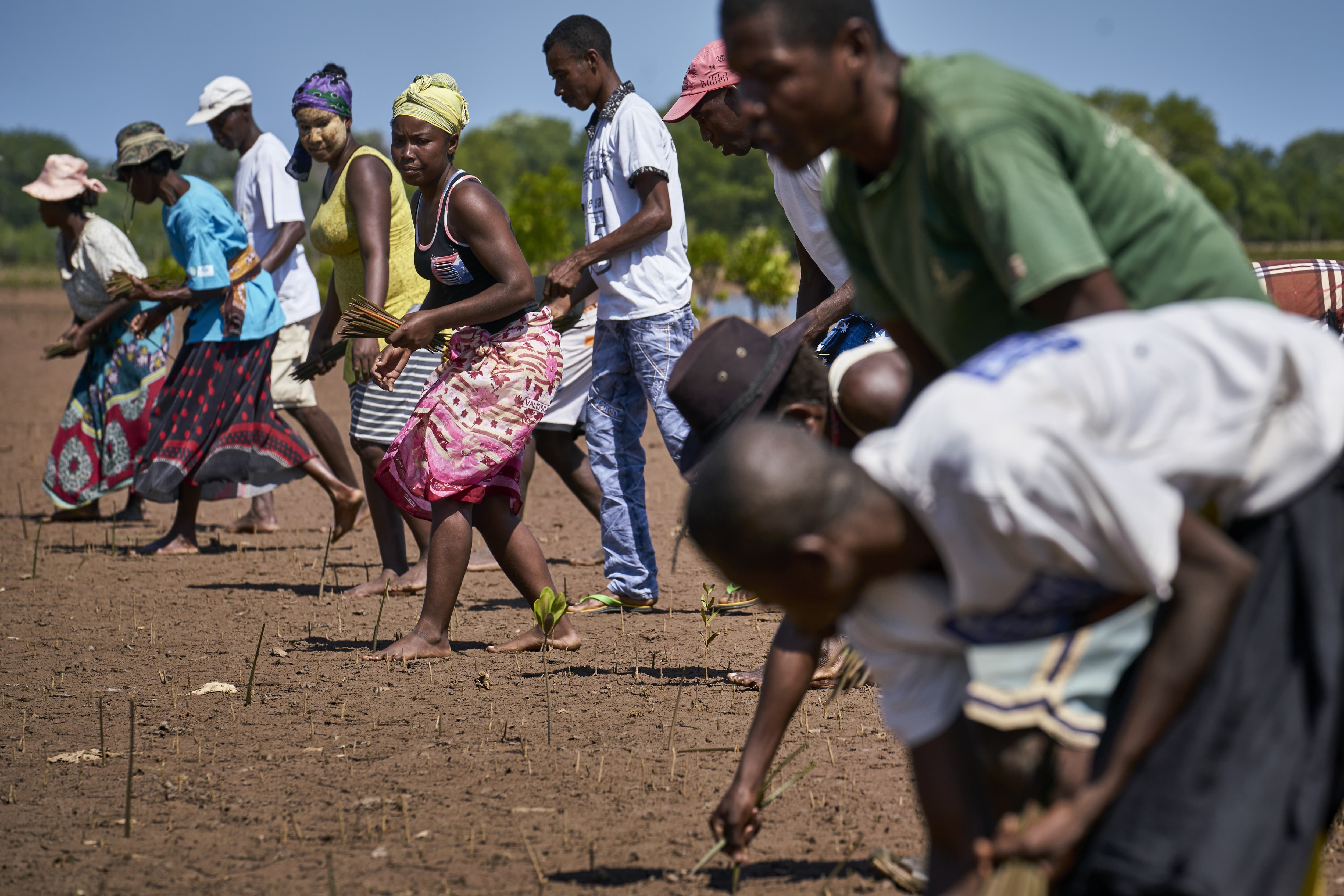 Des villageois malgaches replantent des propagules de mangrove pour les restaurer (Madagascar)