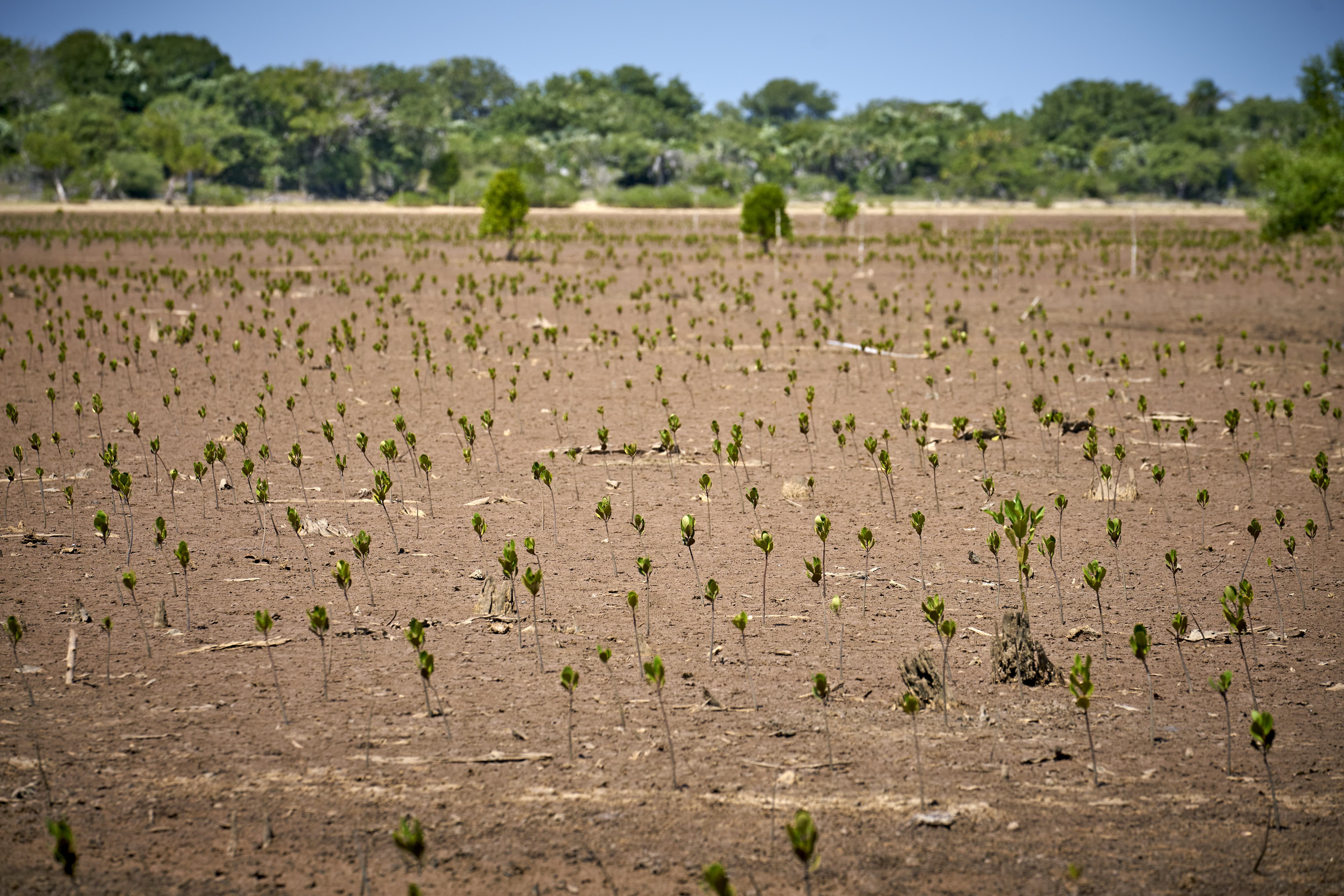 Champ de mangroves restaurées par un village malgache (Madagascar)