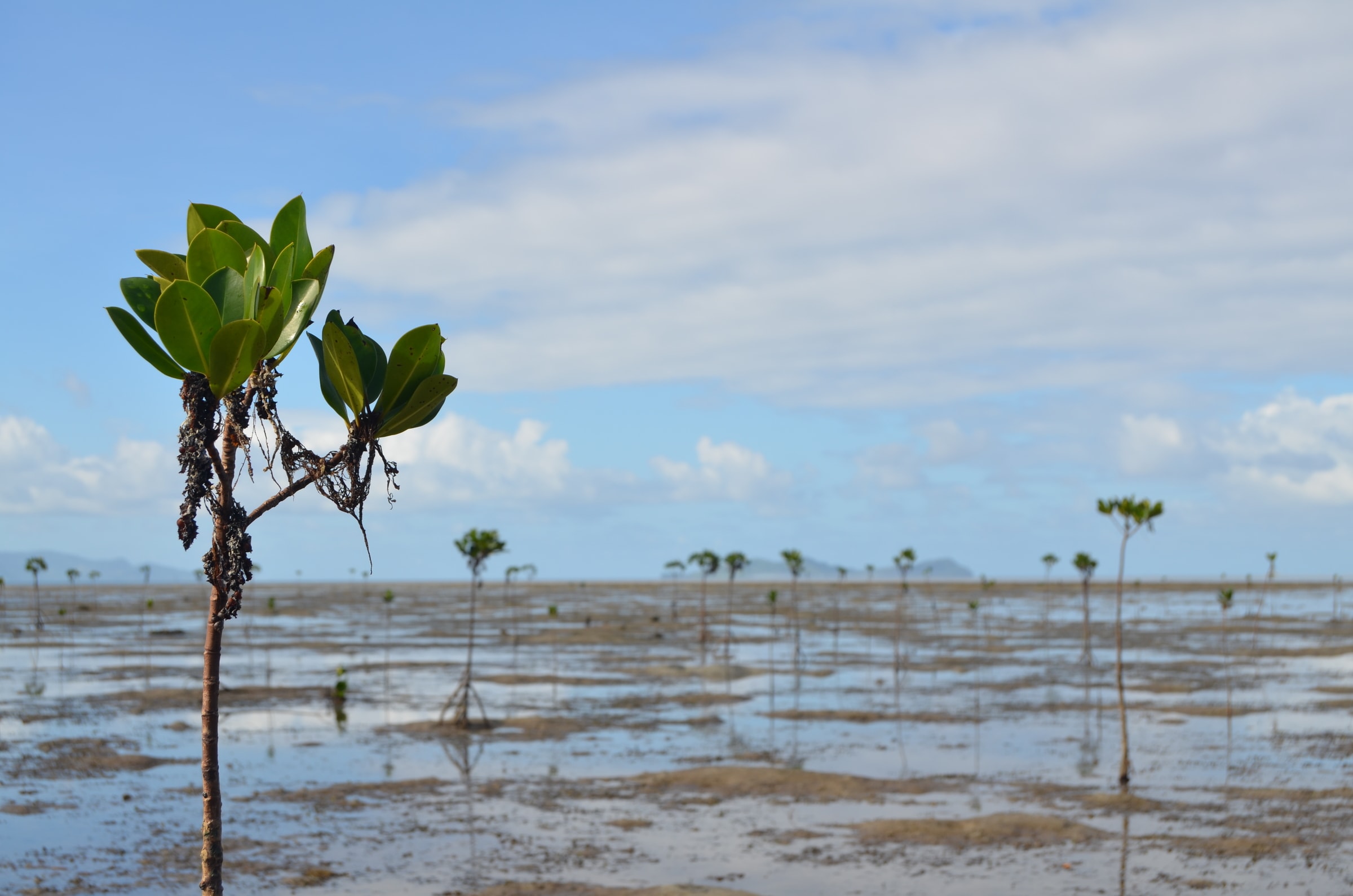 Mangroves récemment plantées entre Viti Levu, près de Pacific Harbour, et Serua Island (Fidji)