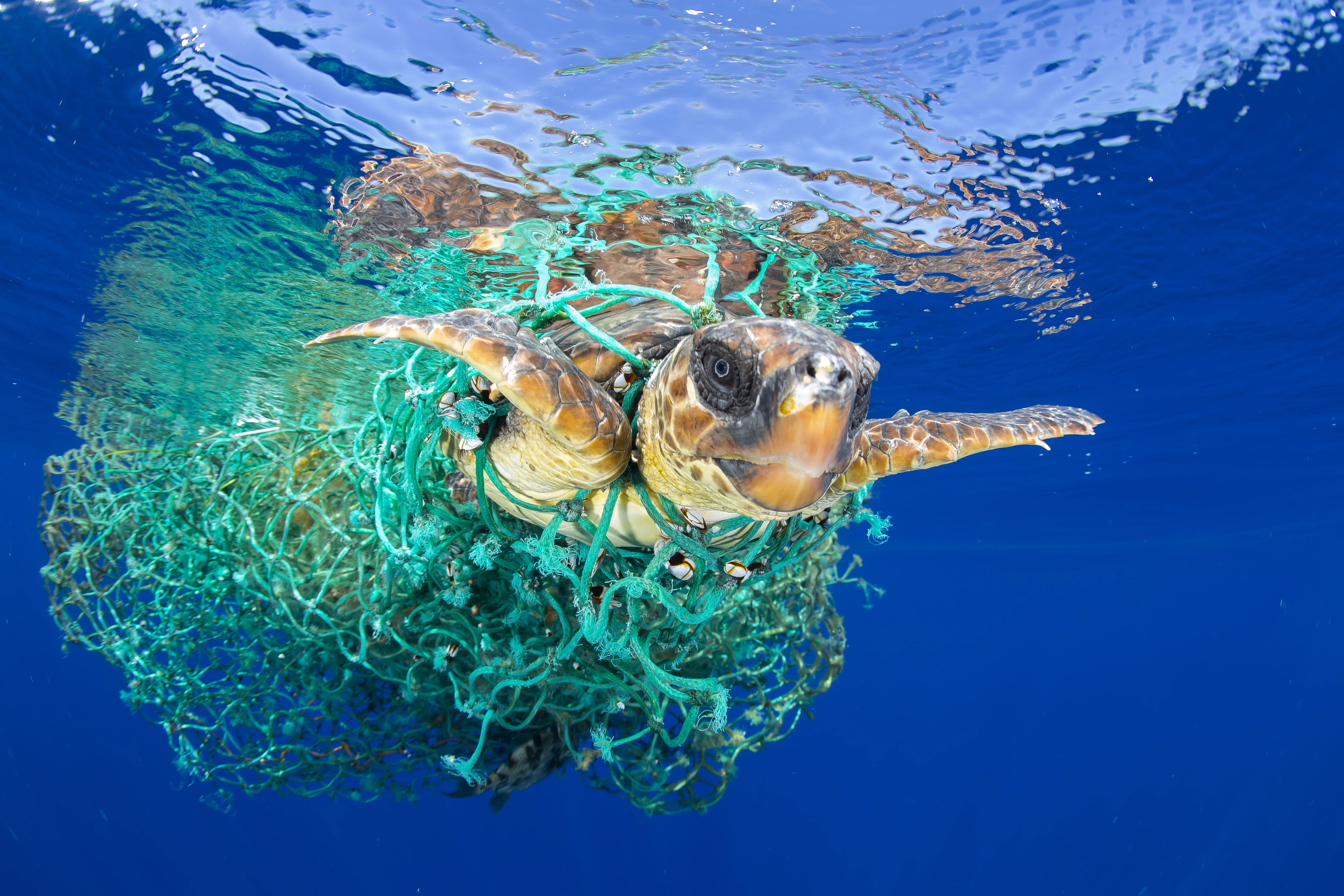 La Méditerranée : « Un piège de plastique » pour les oiseaux