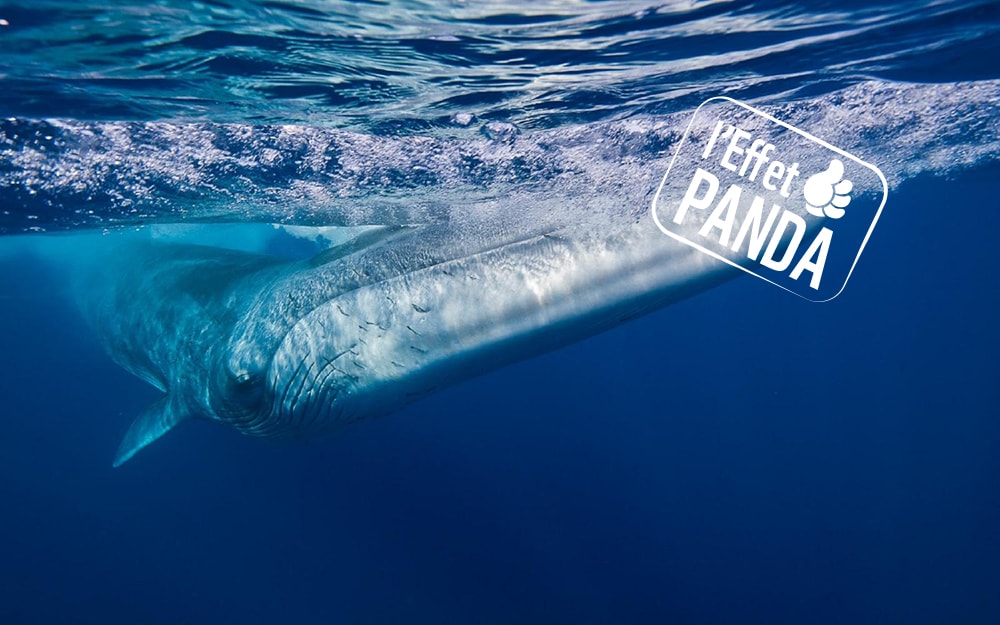 Combien De Temps Une Baleine Peut Rester Sous L Eau