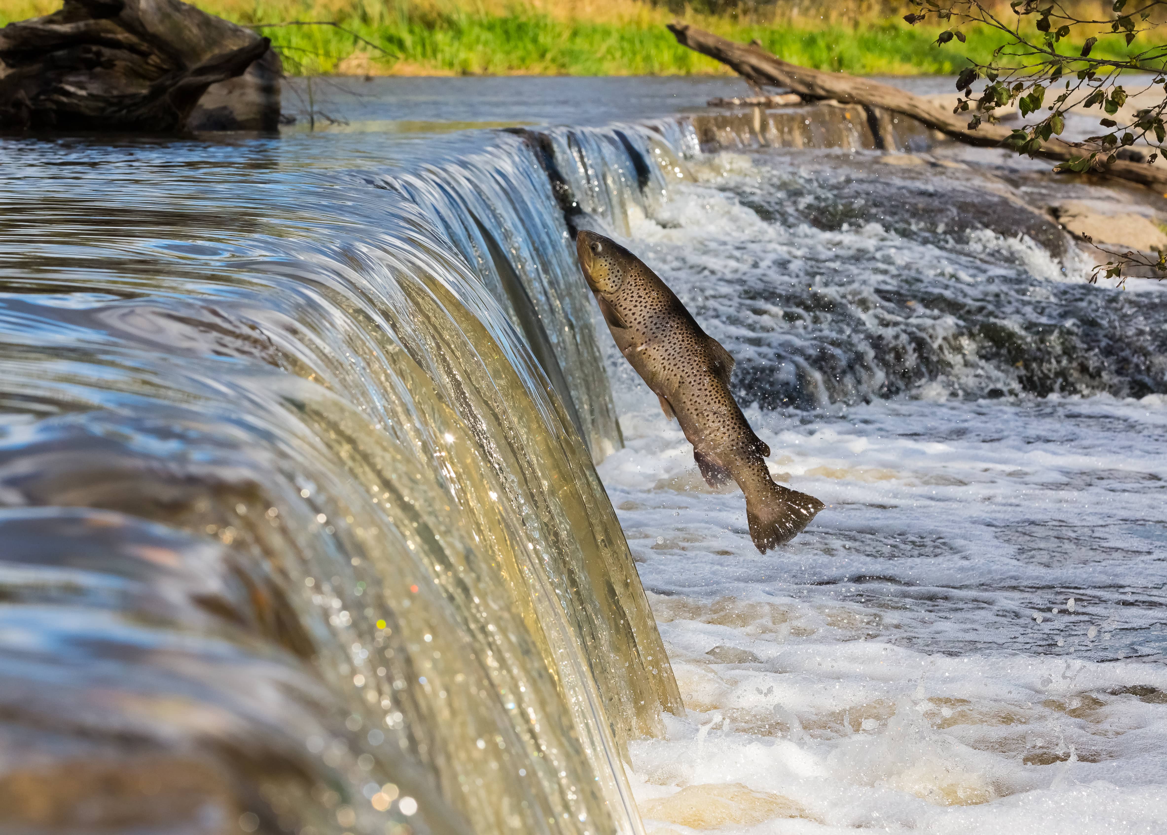Une truite remonte une rivière en Finlande