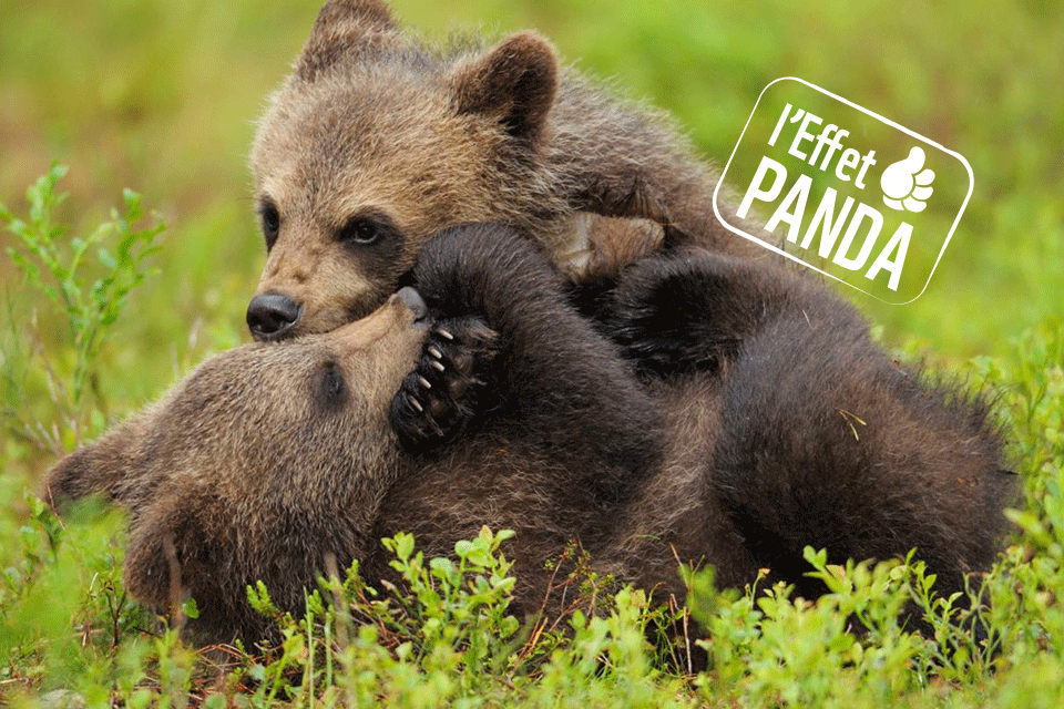 Les Ours Boonie Retour à La Vie Sauvage Bienvenue aux deux oursons du Béarn | WWF France