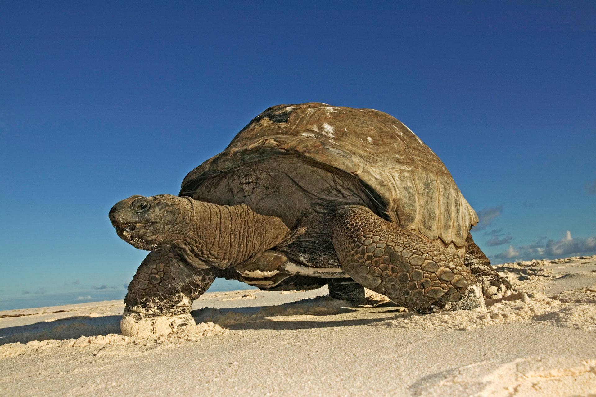 Une tortue géante des Seychelles (Geochelone gigantea) marche sur une plage de l'île Cousine, Seychelles.