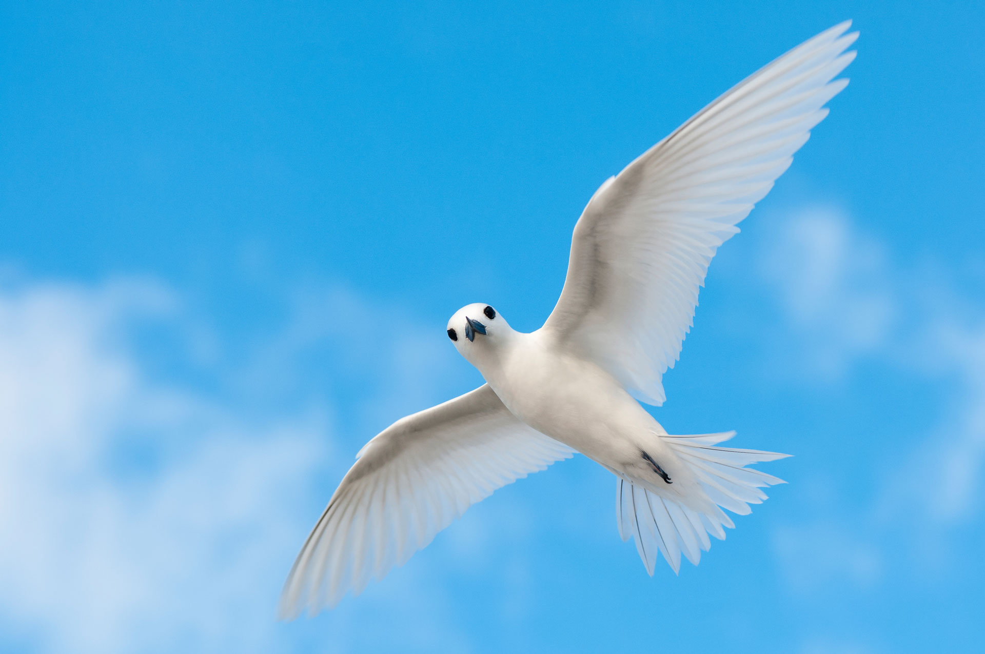 Une sterne néréis (Sterna nereis) en vol