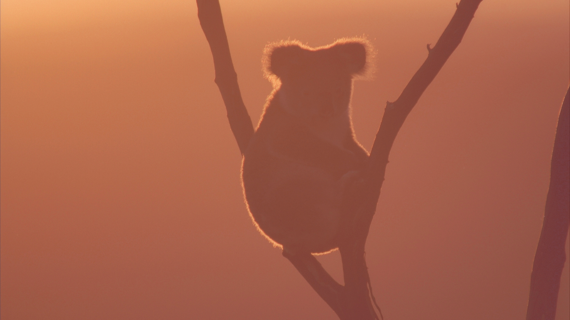 Silhouette d'un koala (Phascolarctos cinereus) sur une branche d'arbre