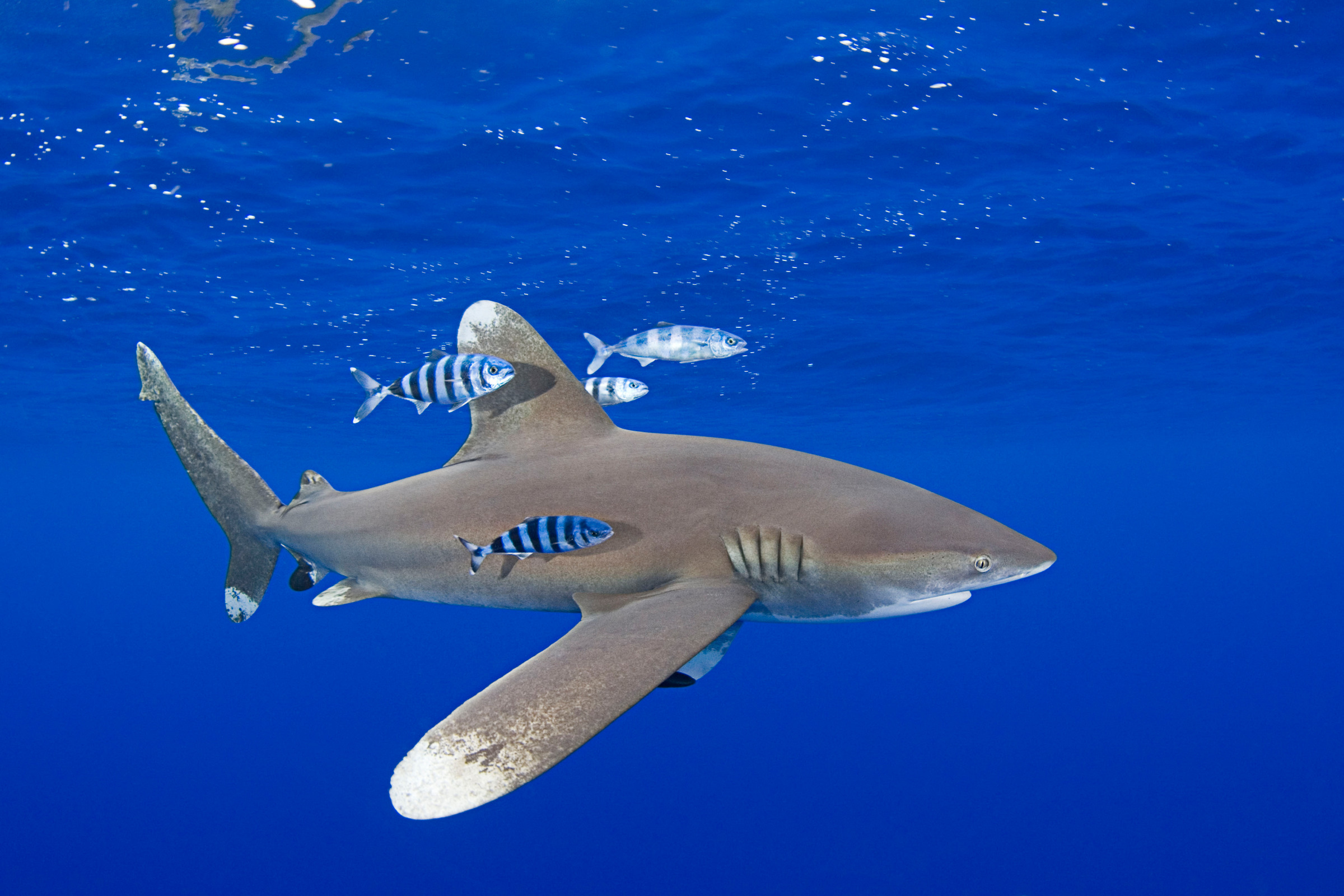 Requin océanique avec des poissons autour.