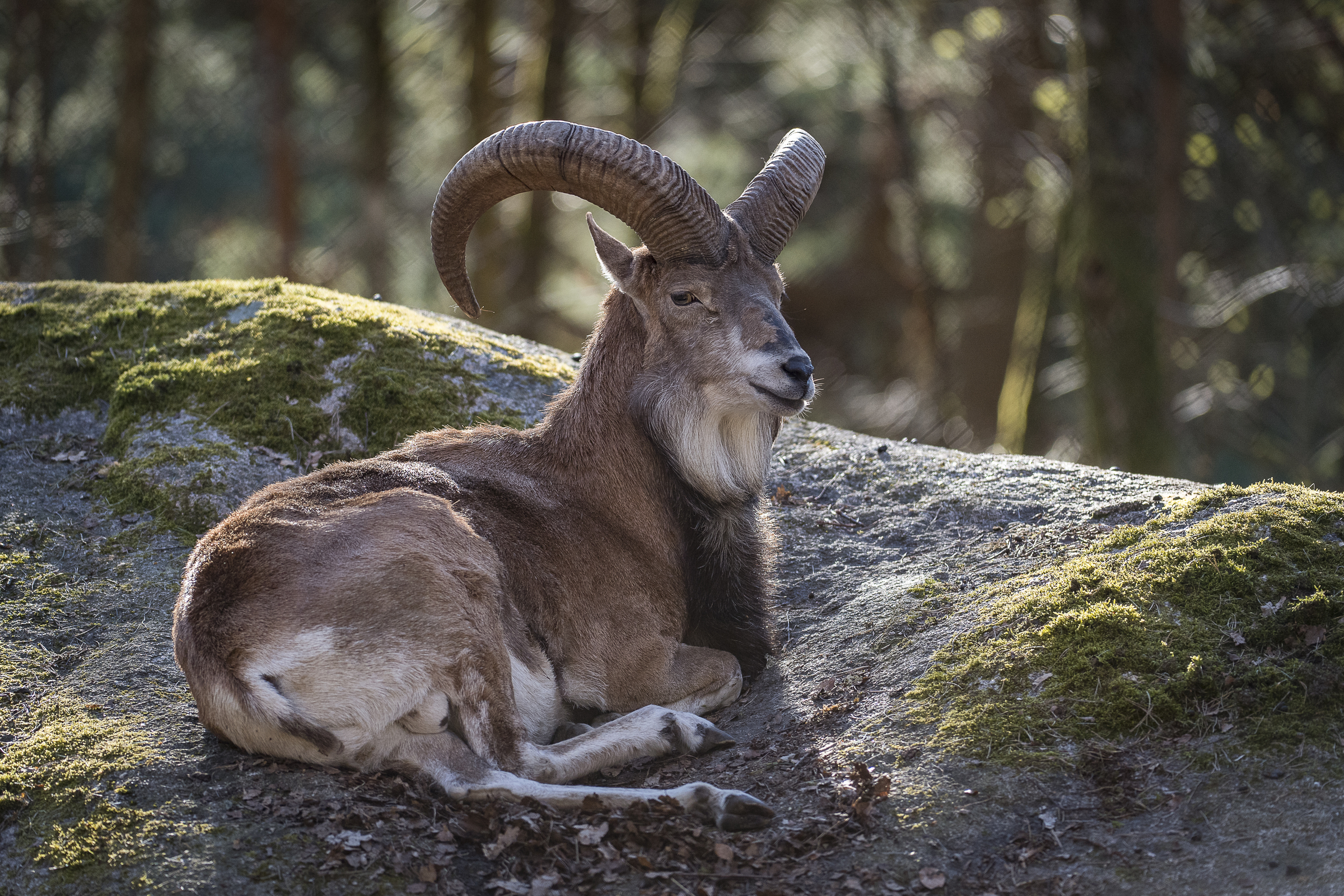 Un urial posé sur un rocher.