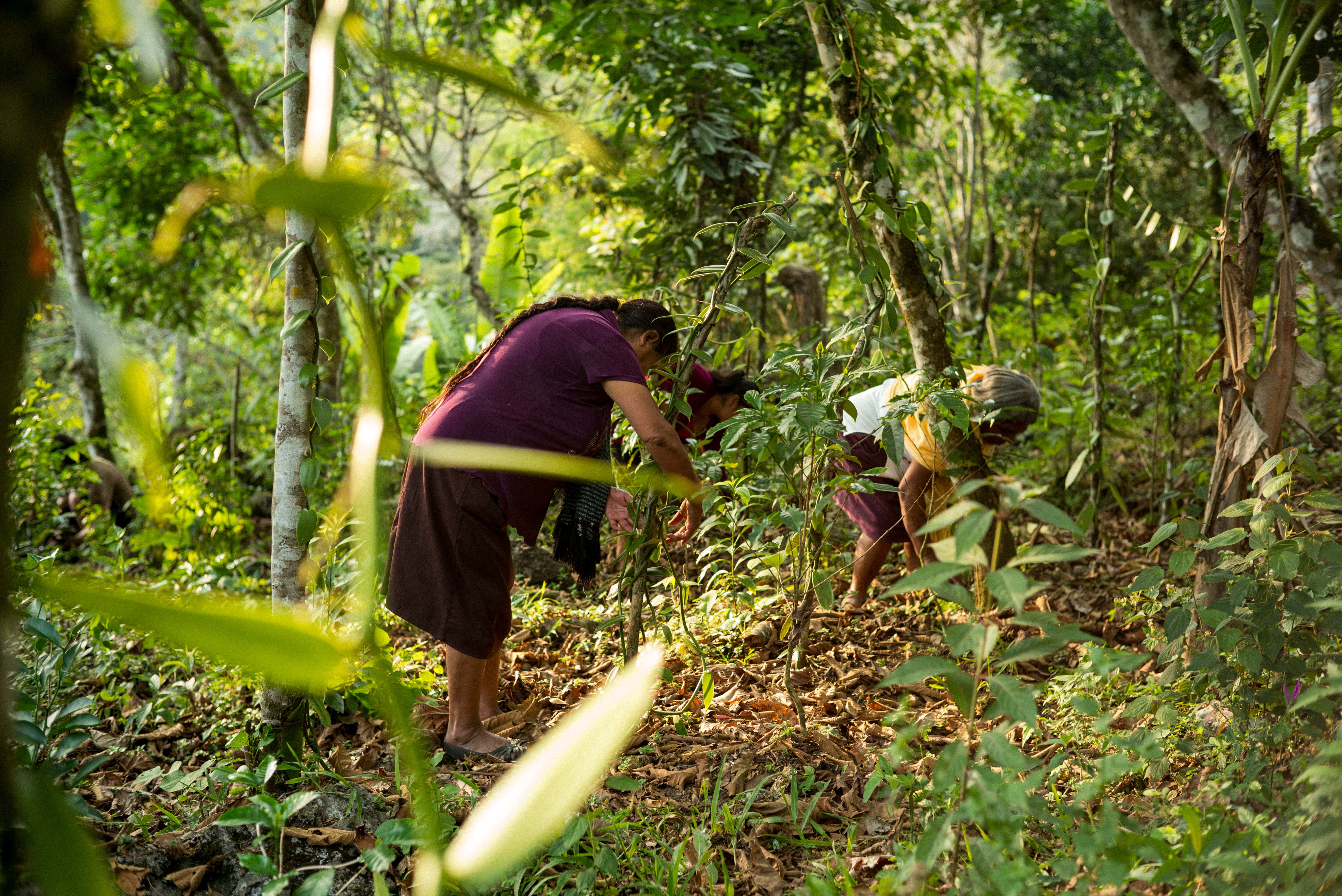 Deux femmes entretiennent leur plantation de vanille (Mexique)