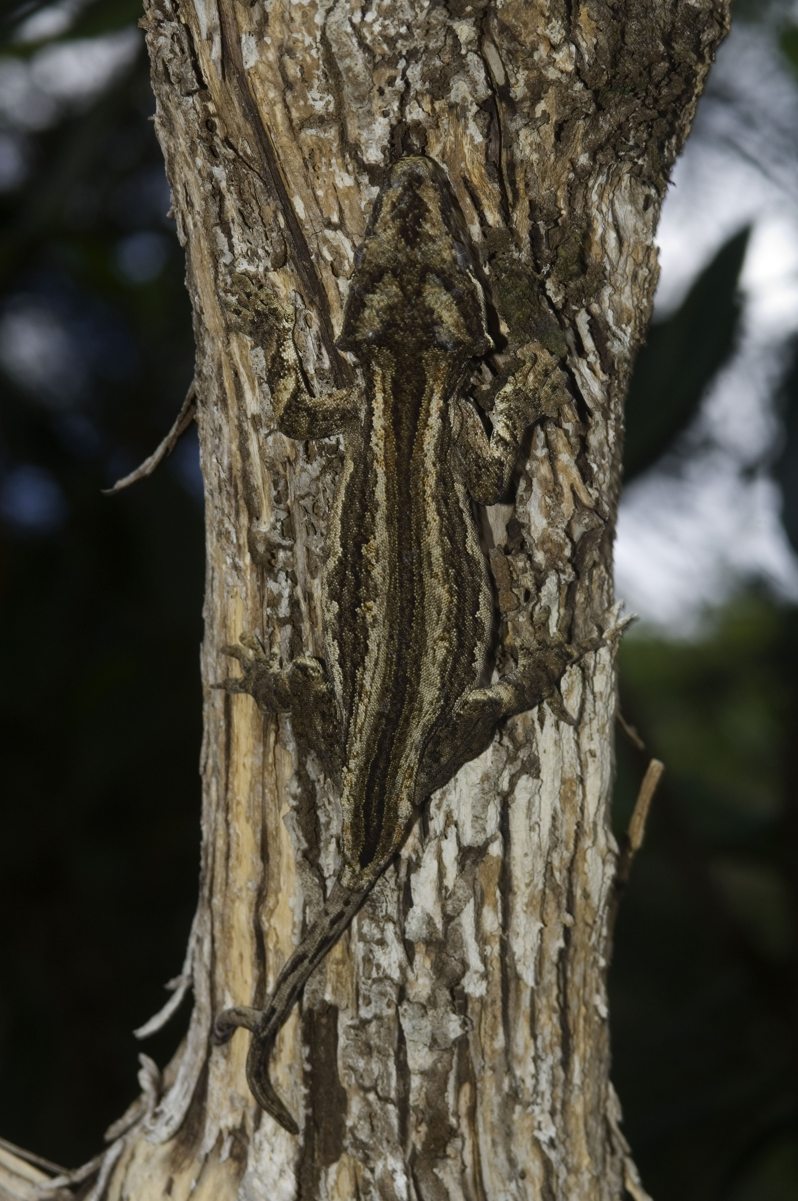 Gecko géant de Nouvelle-Calédonie agrippé à un tronc d'arbre.