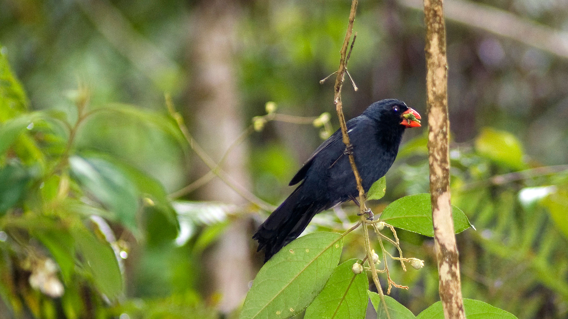 Gros-bec à gorge noire (Saltator fuliginosus), forêt atlantique, São Paulo, Brésil