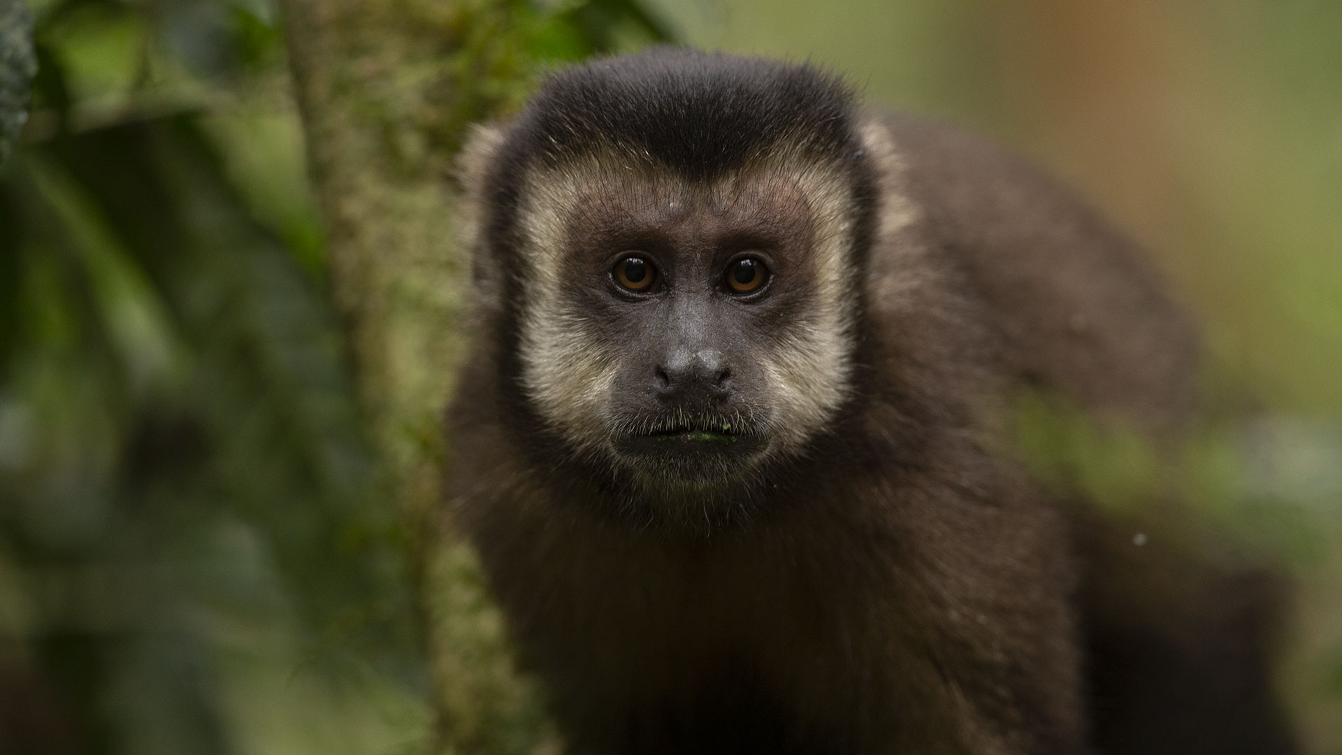 Singe capucin brun (Sapajus apella), Haut Paraná