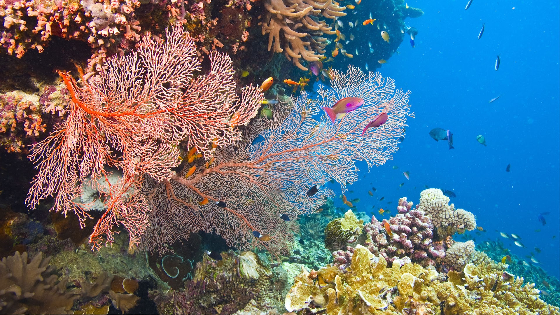 Coraux et poissons présents dans la Grande Barrière de Corail en Australie