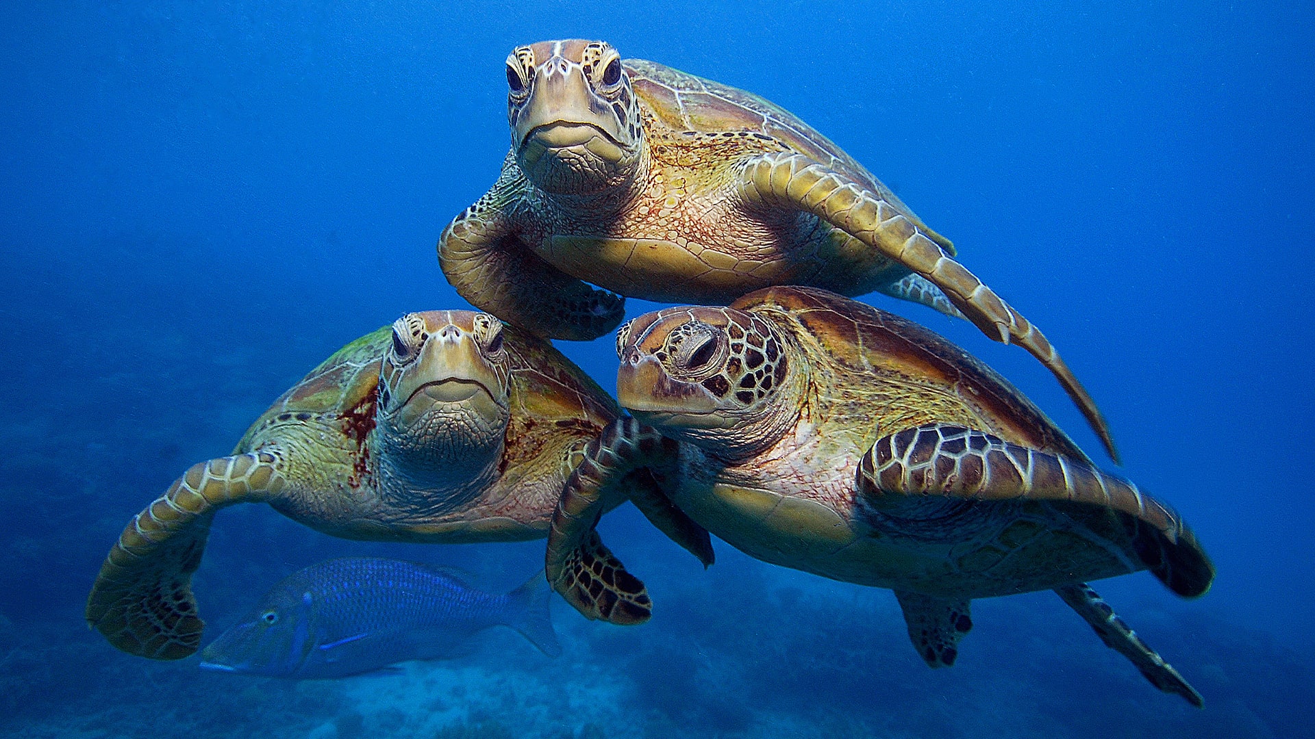 Trois tortues vertes (Chelonia mydas) nagent dans la grande barrière de corail
