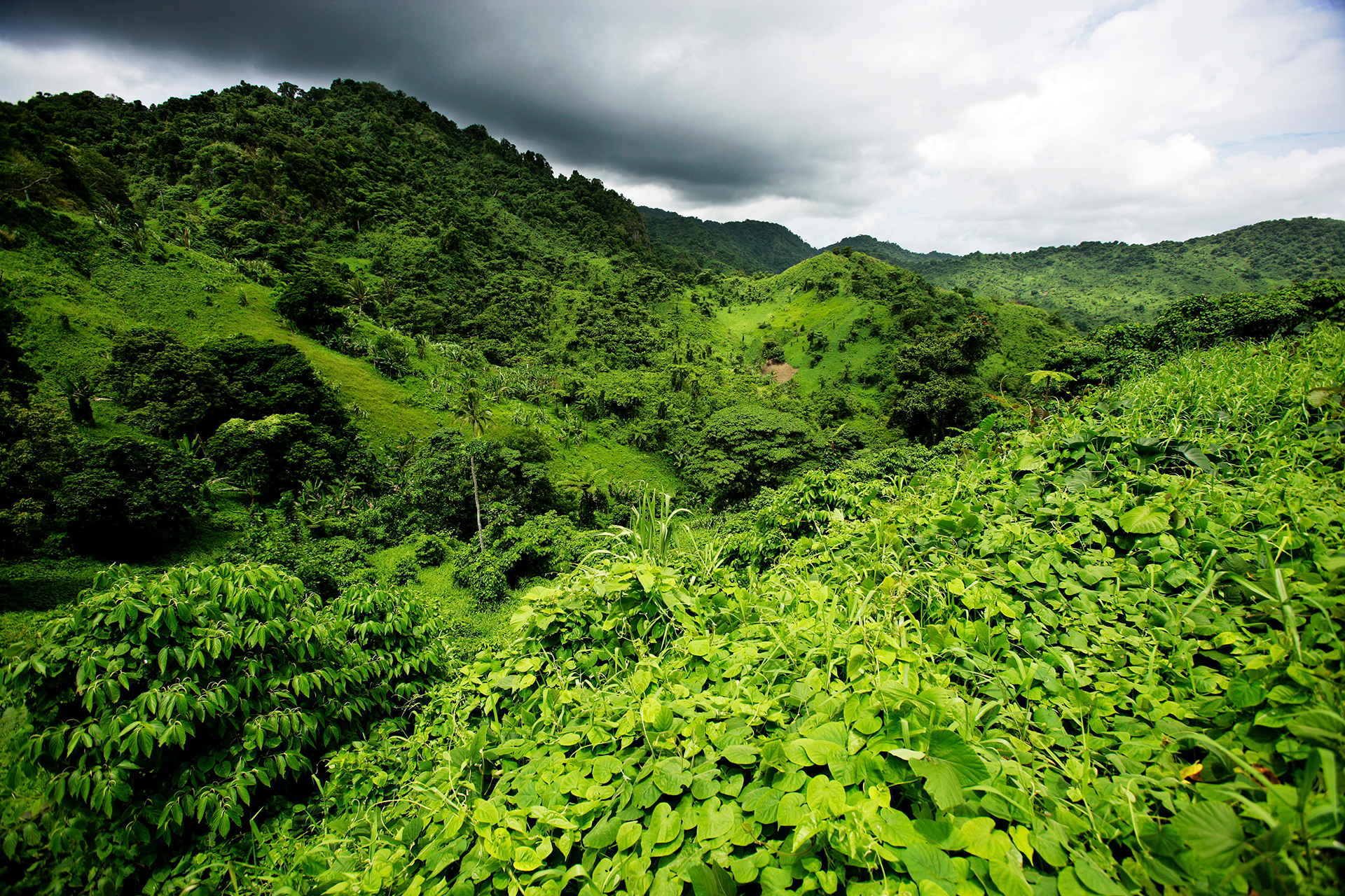 Forêt fidjienne