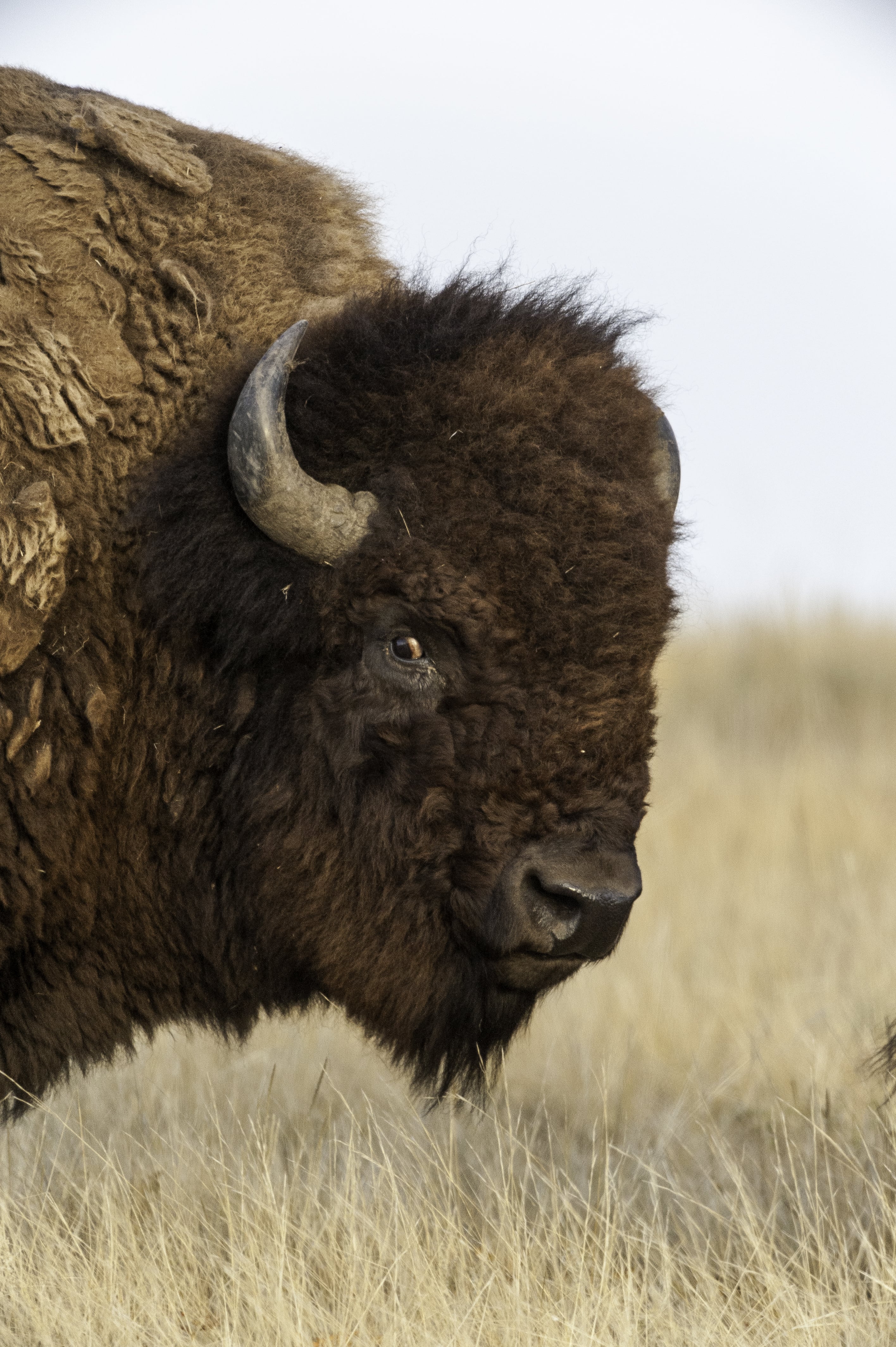 bison au Montana, United States