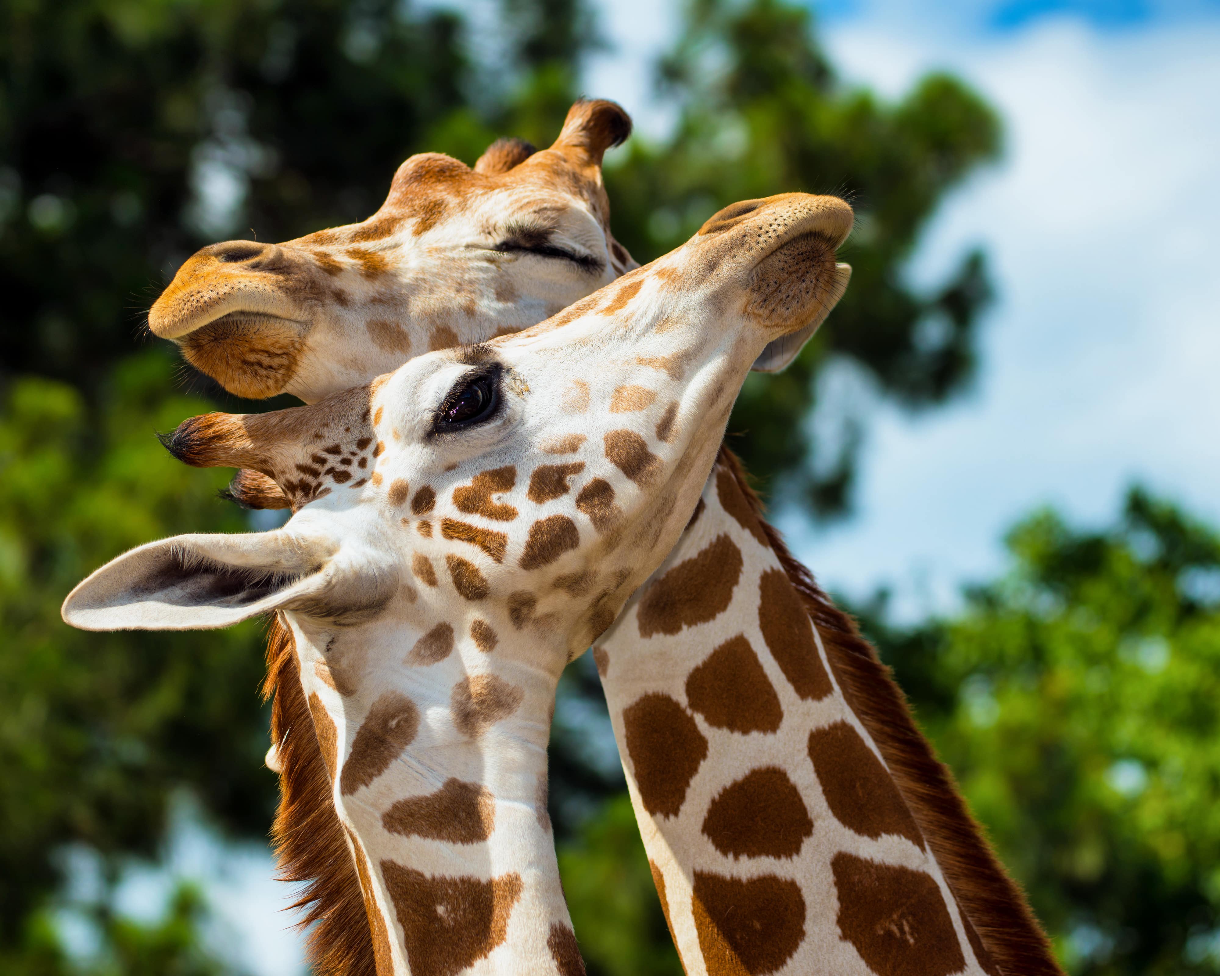 La population de girafes en hausse depuis 2015