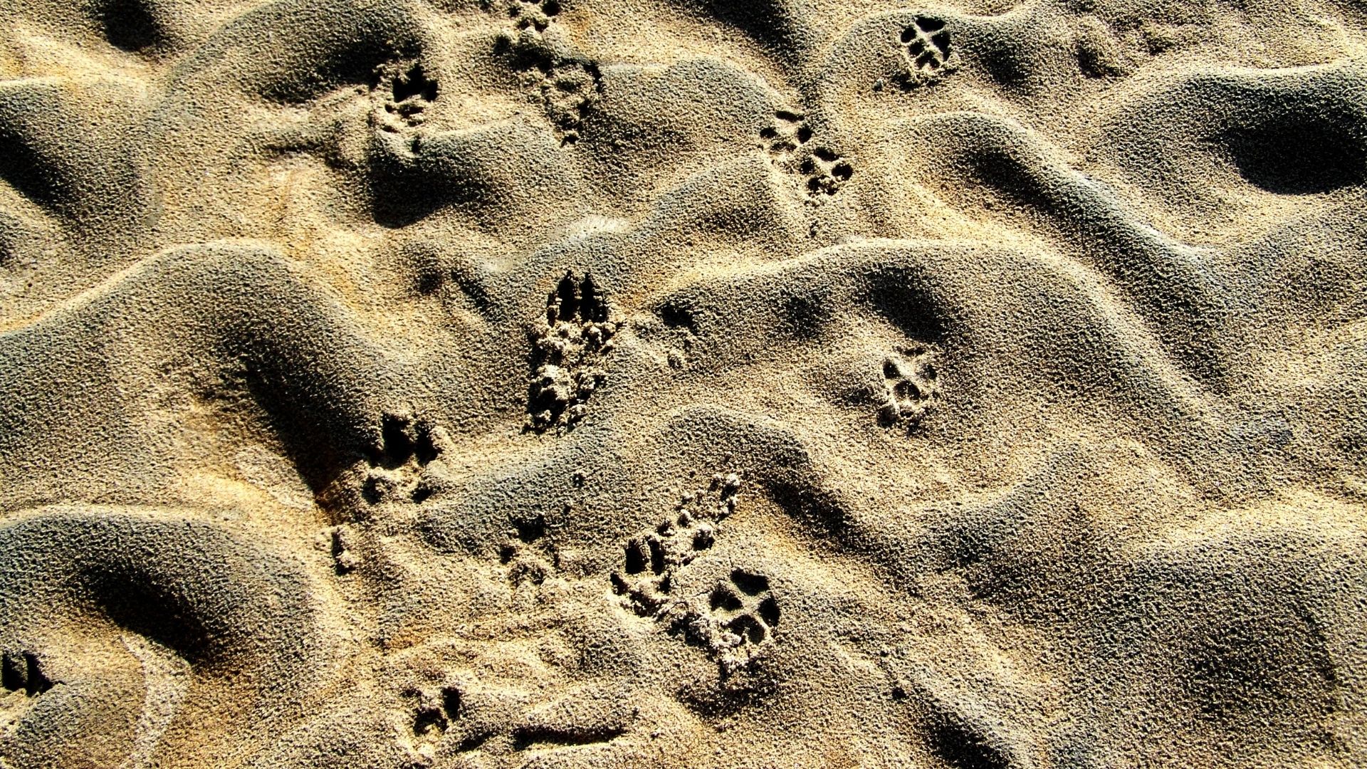 Traces de pattes dans le sable de la rivière Drava
