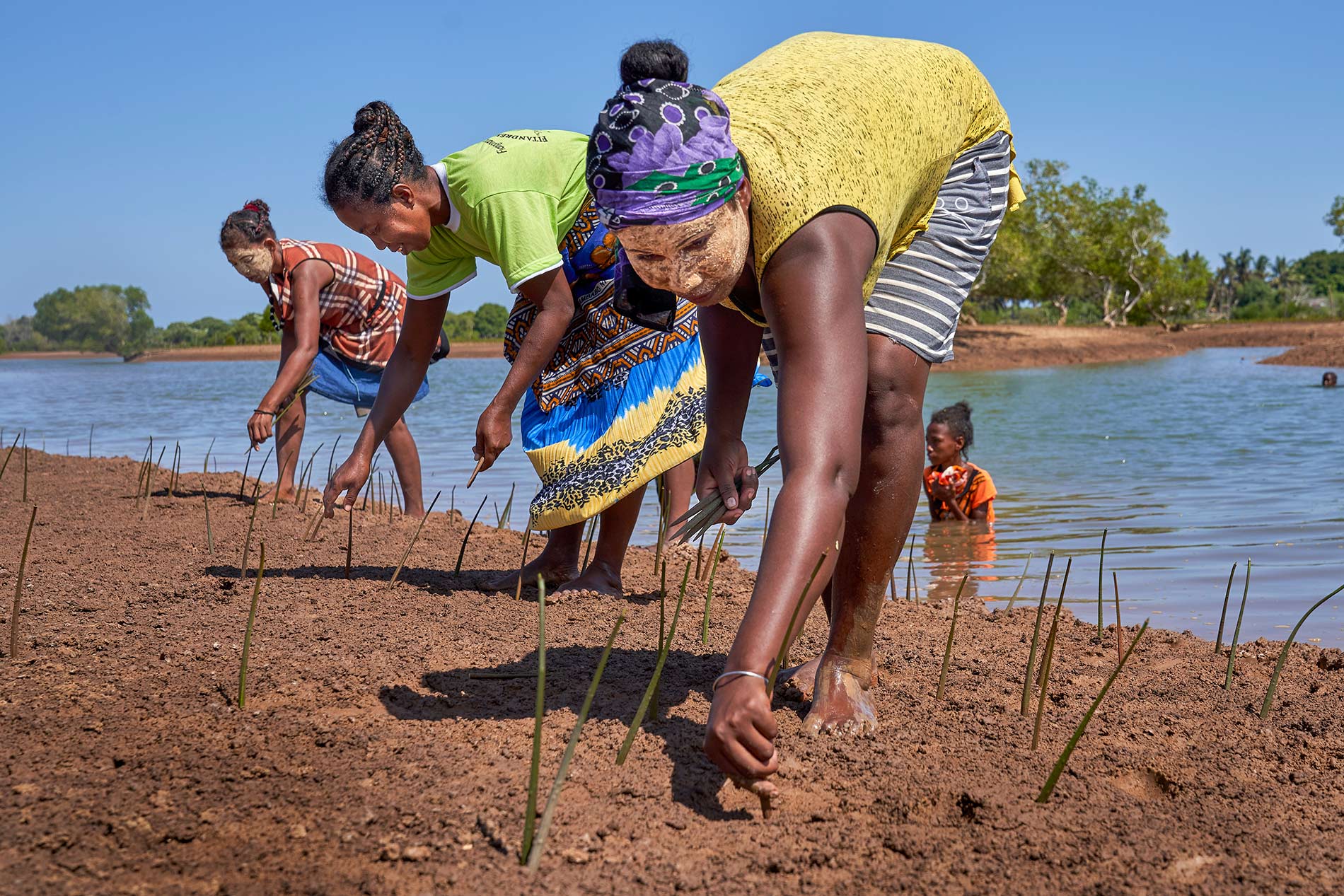 Plantation de mangrove à Madagascar