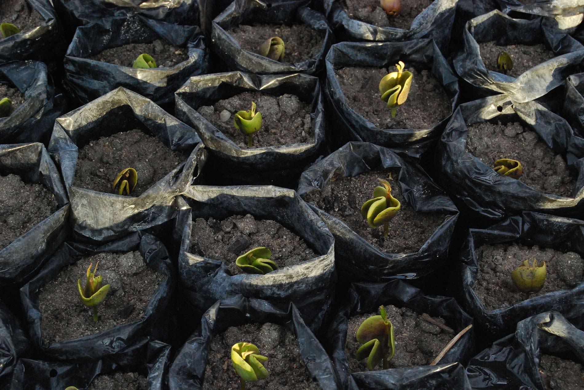 Plantation de mangroves